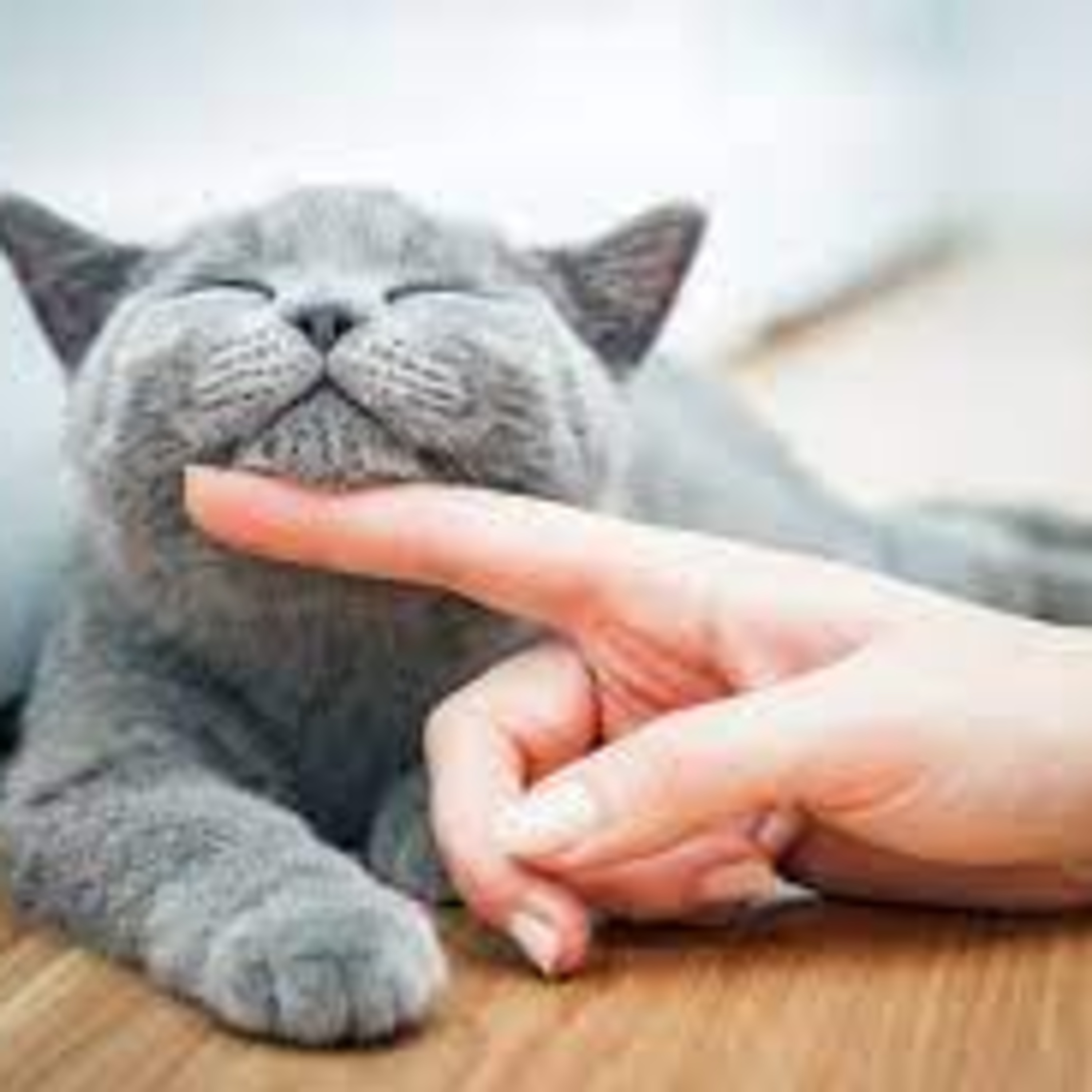 Why Do Cats Purr? episode artwork
