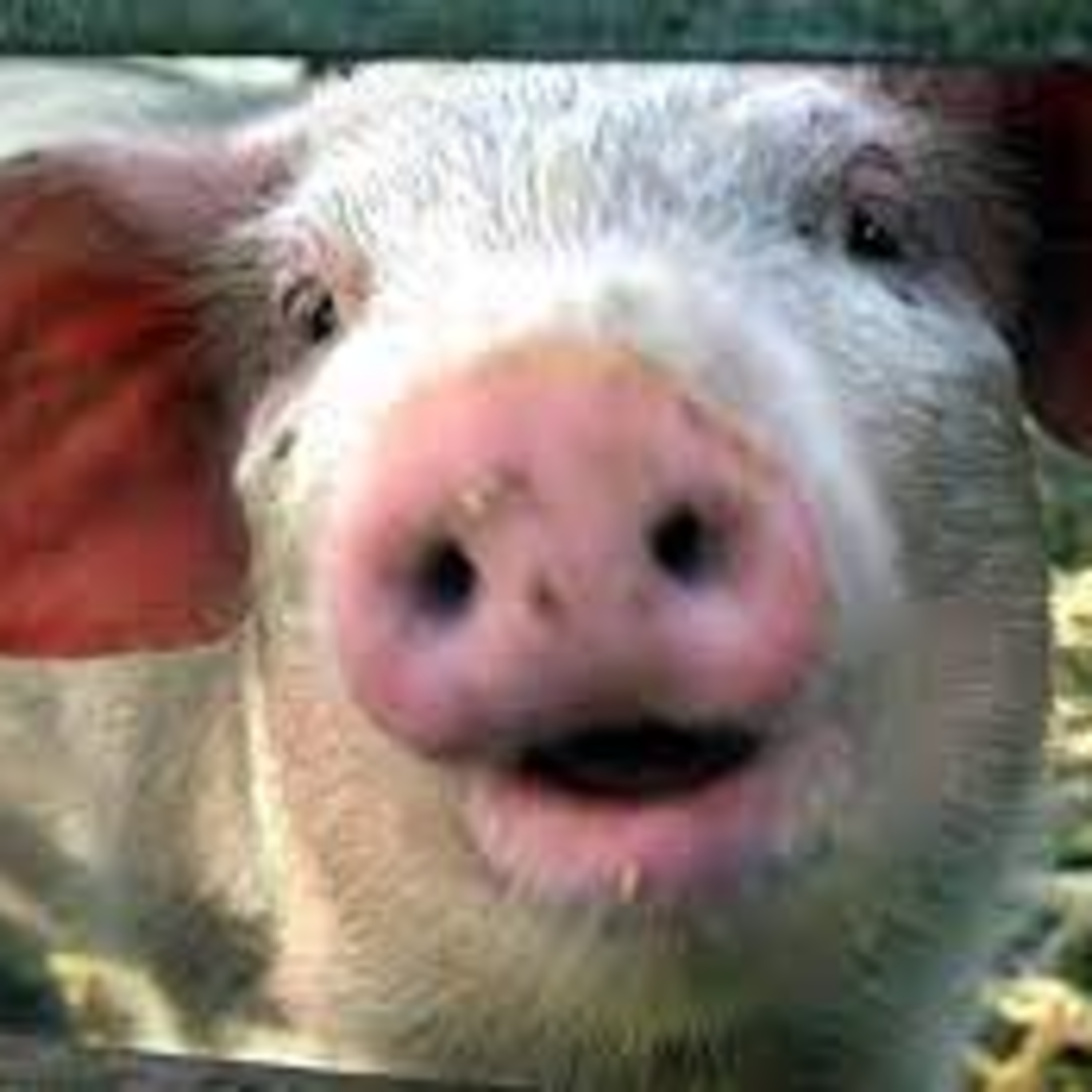 Fun Facts About Pigs episode artwork