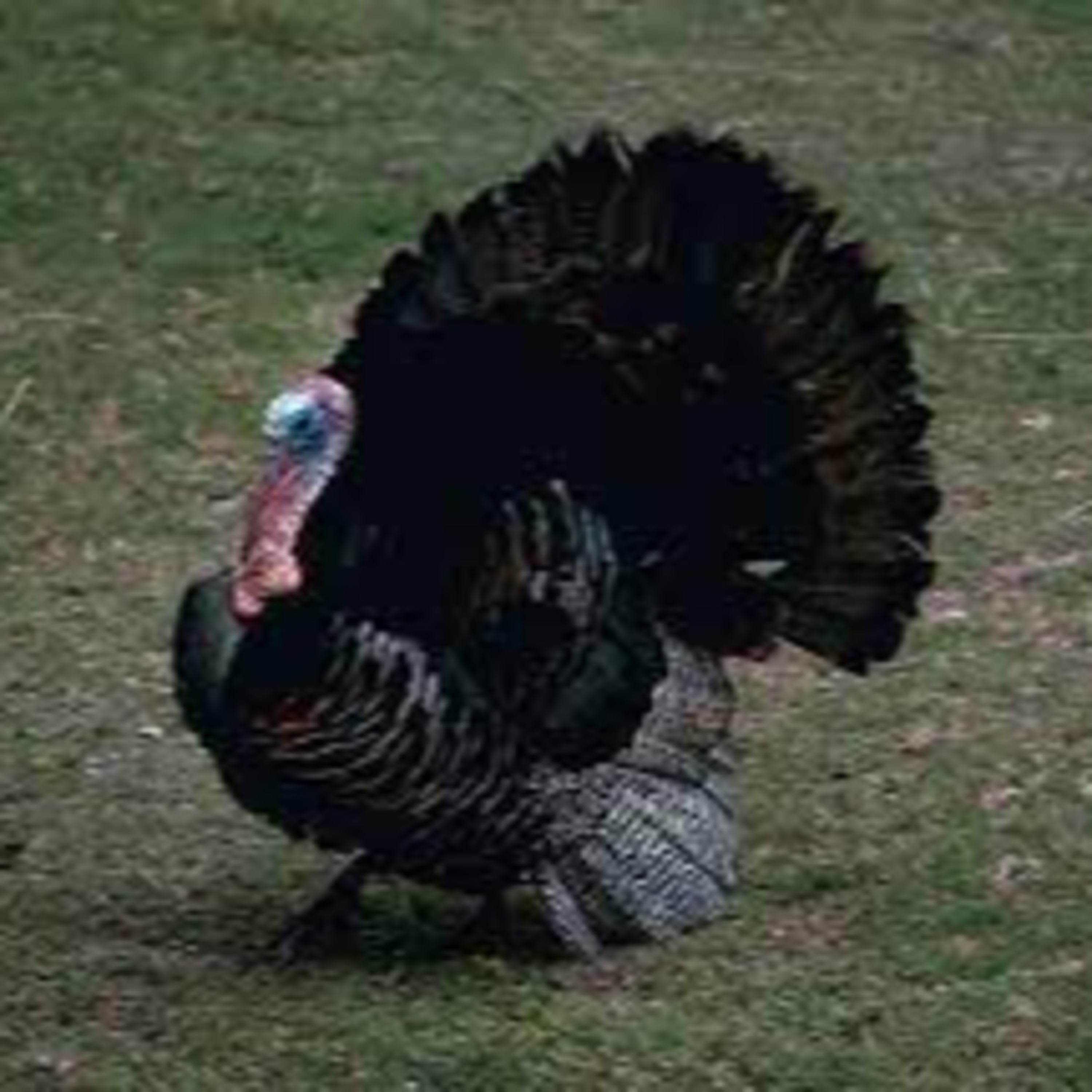 Miss Bonnie B. Talks Turkey episode artwork