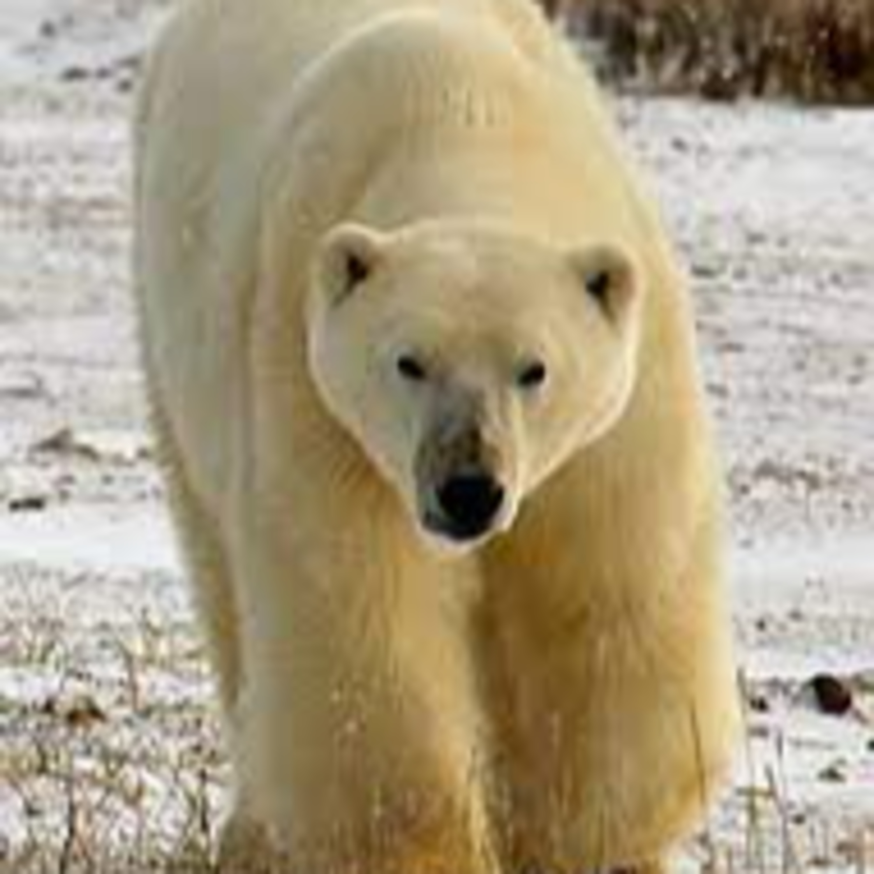 Fun Facts About Polar Bears episode artwork