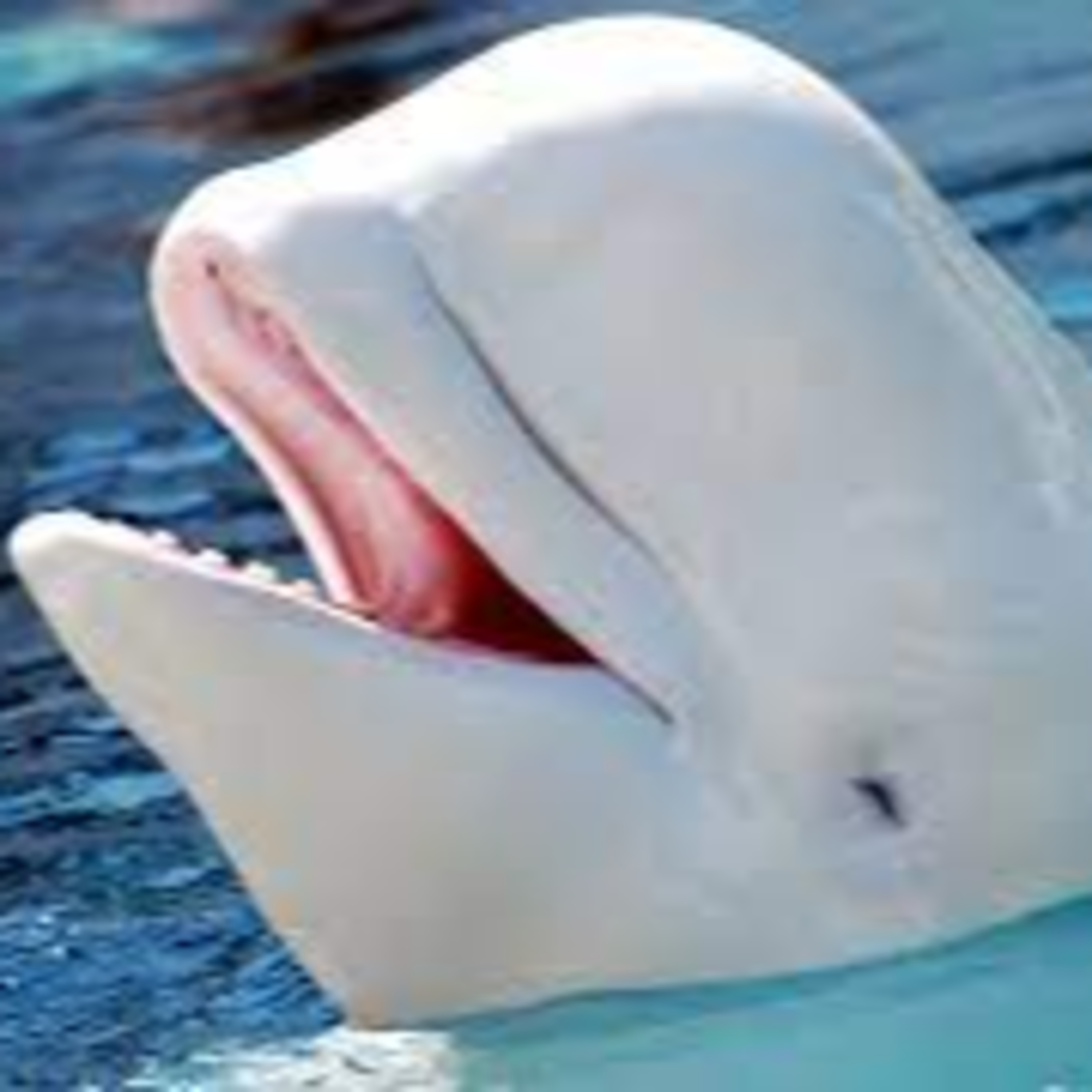 Fun Facts About Our Frosty Friend the Beluga Whale episode artwork