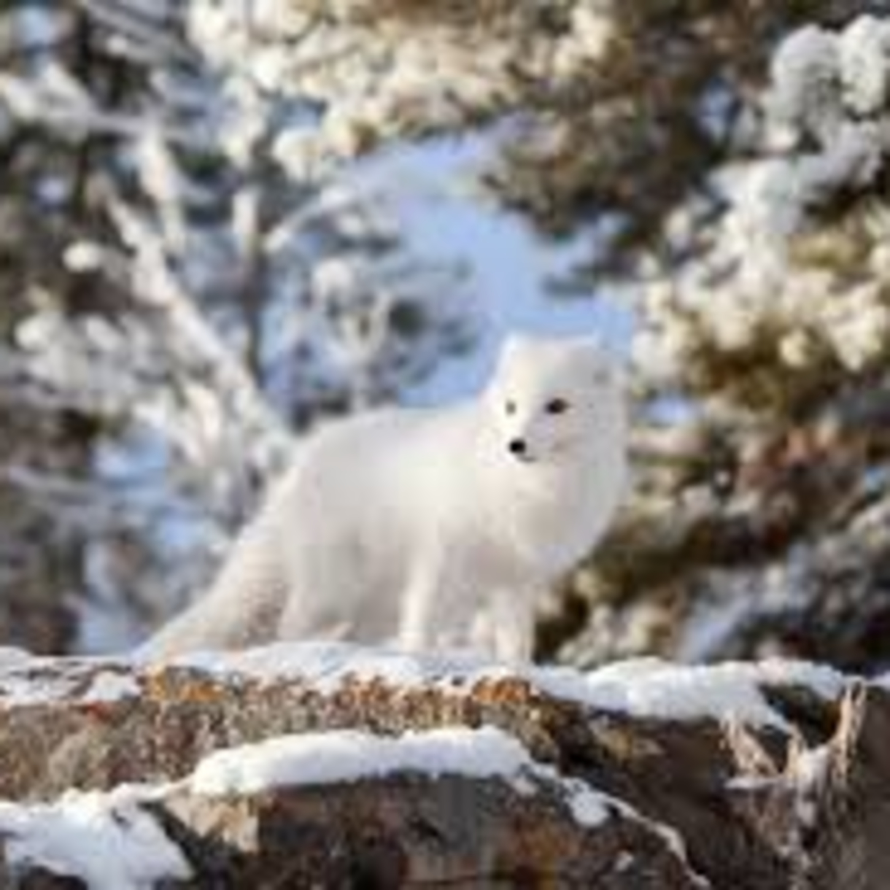 Our Frosty Friend the Arctic Fox episode artwork