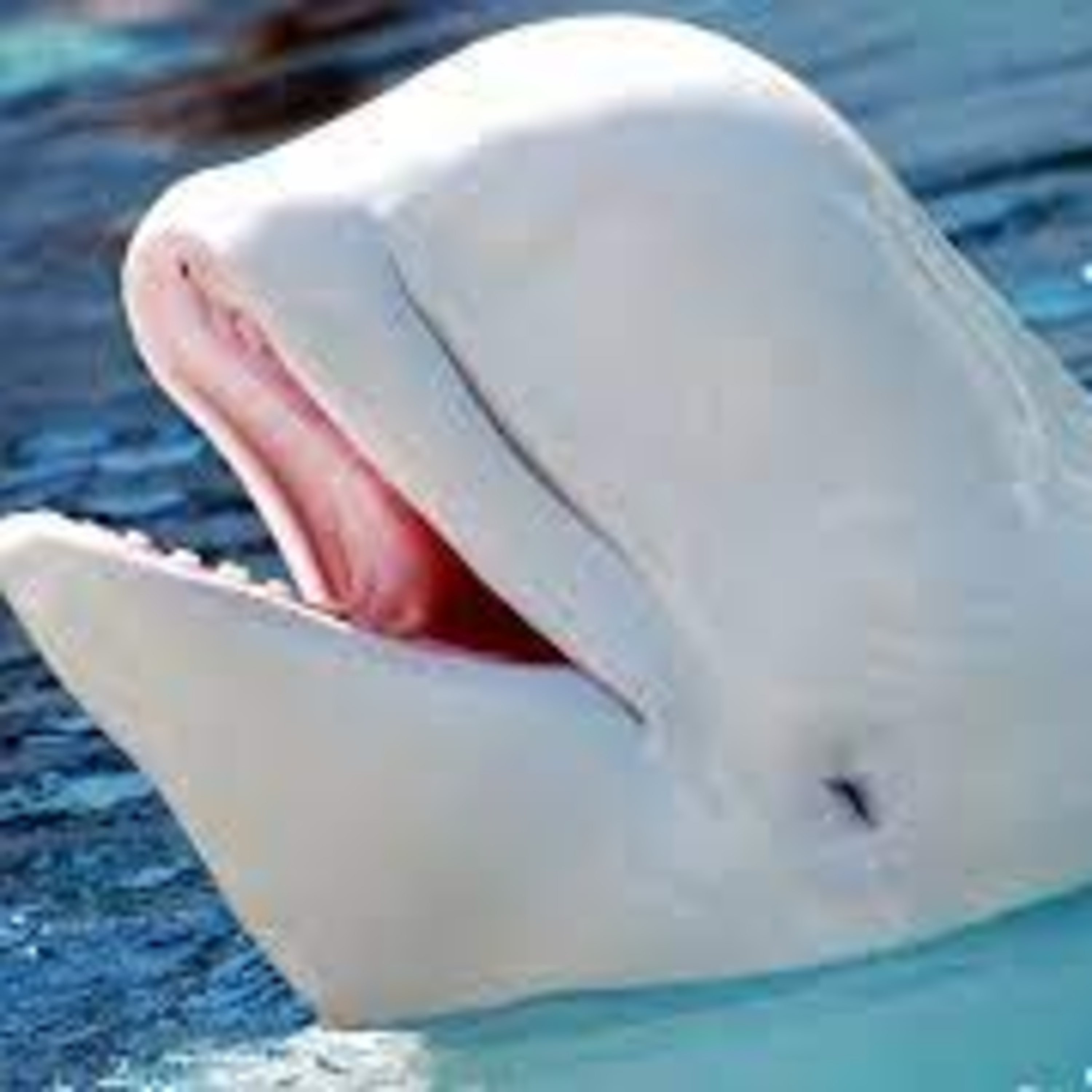 Learn About Our Frosty Friend the Beluga Whale episode artwork