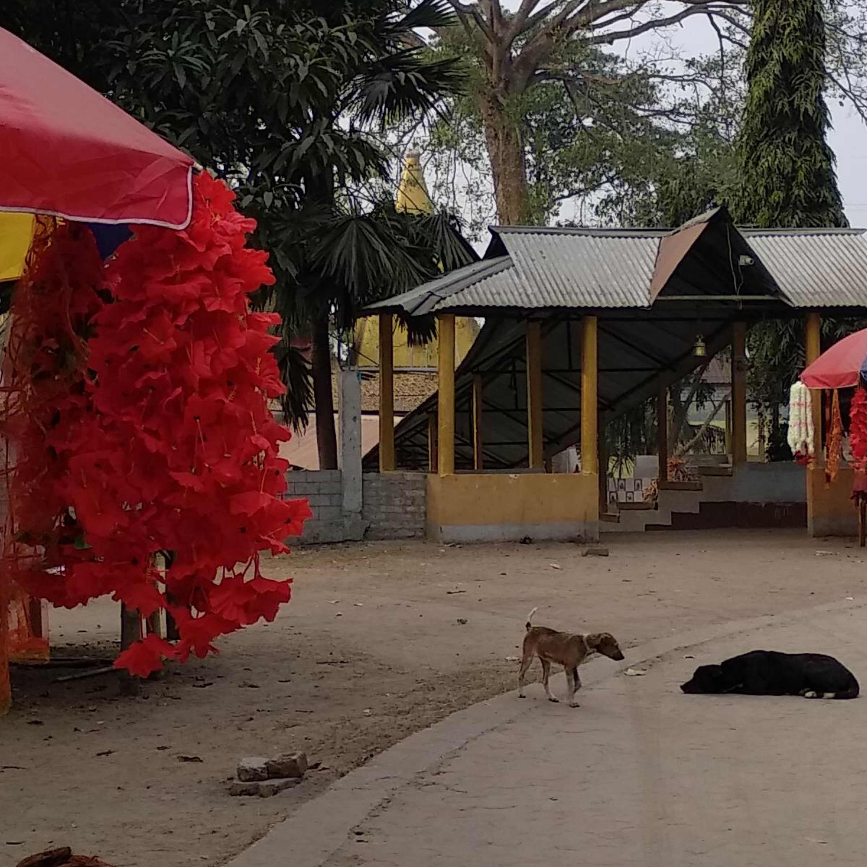 A Temple in the Forest