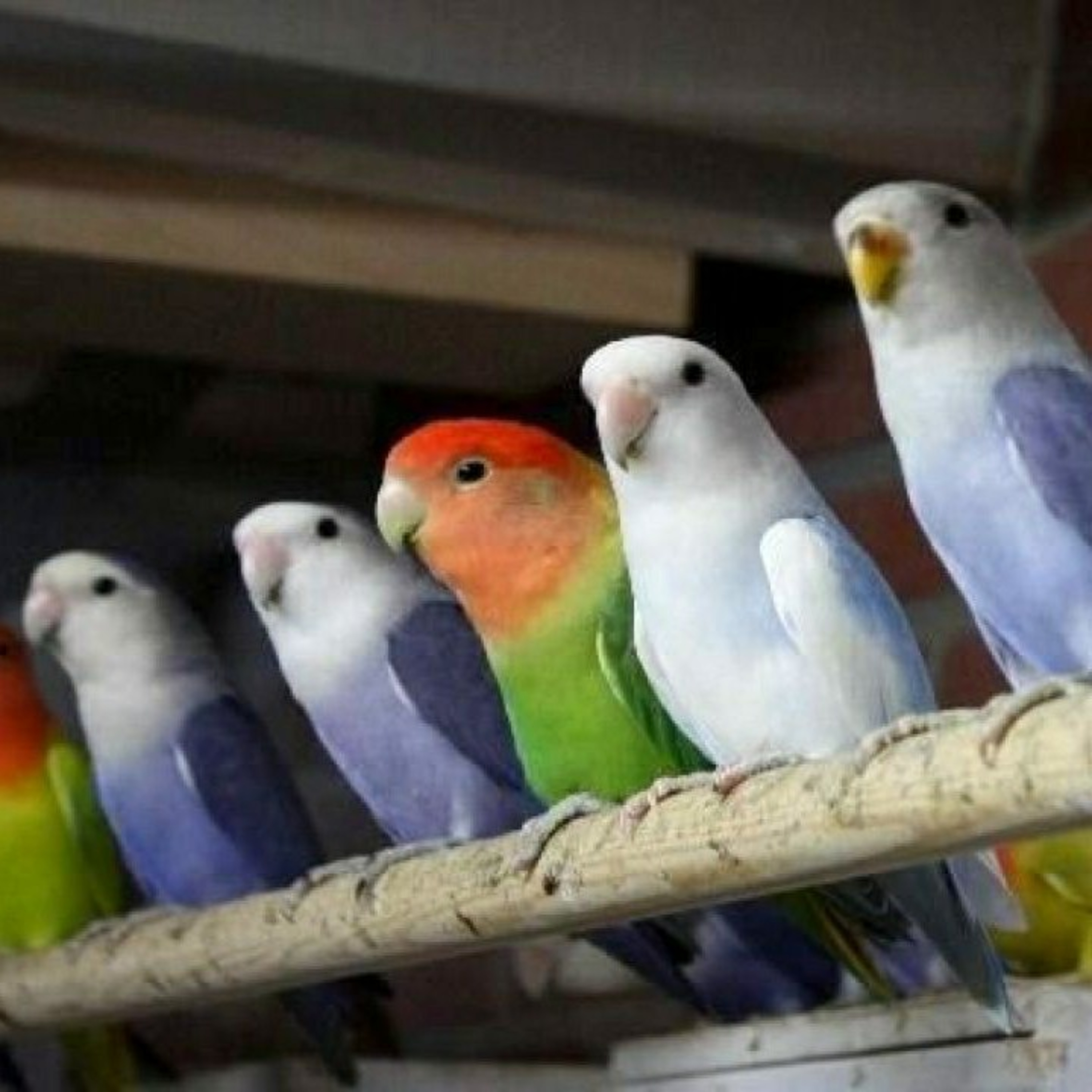 #6. TERAPI LOVEBIRD MACET episode artwork