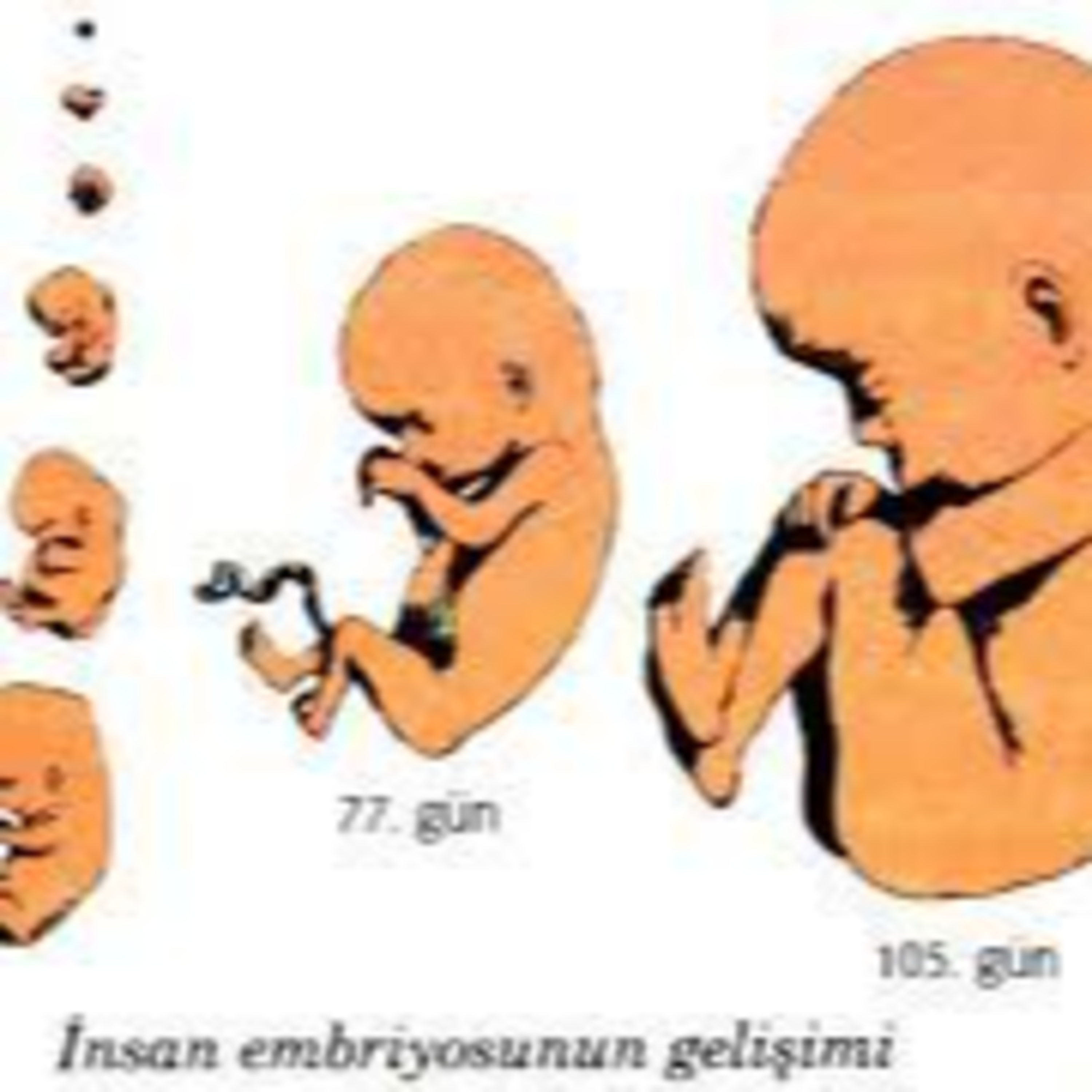 Hatice TUNÇ