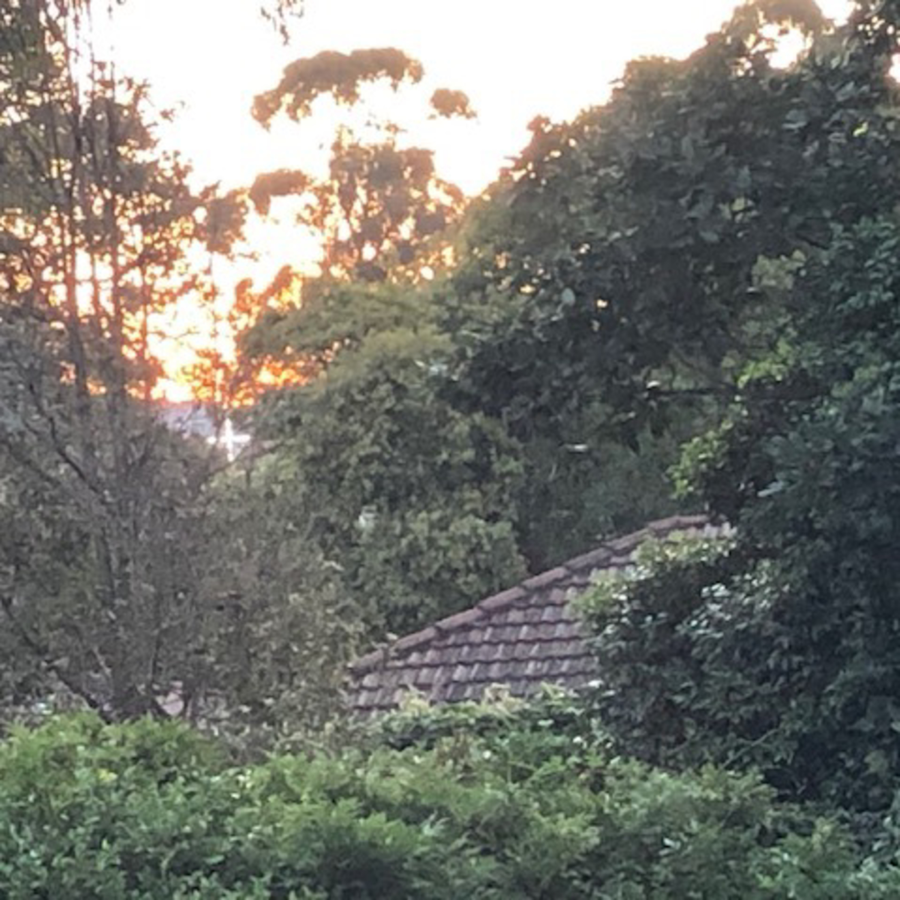 The Cross in My Backyard