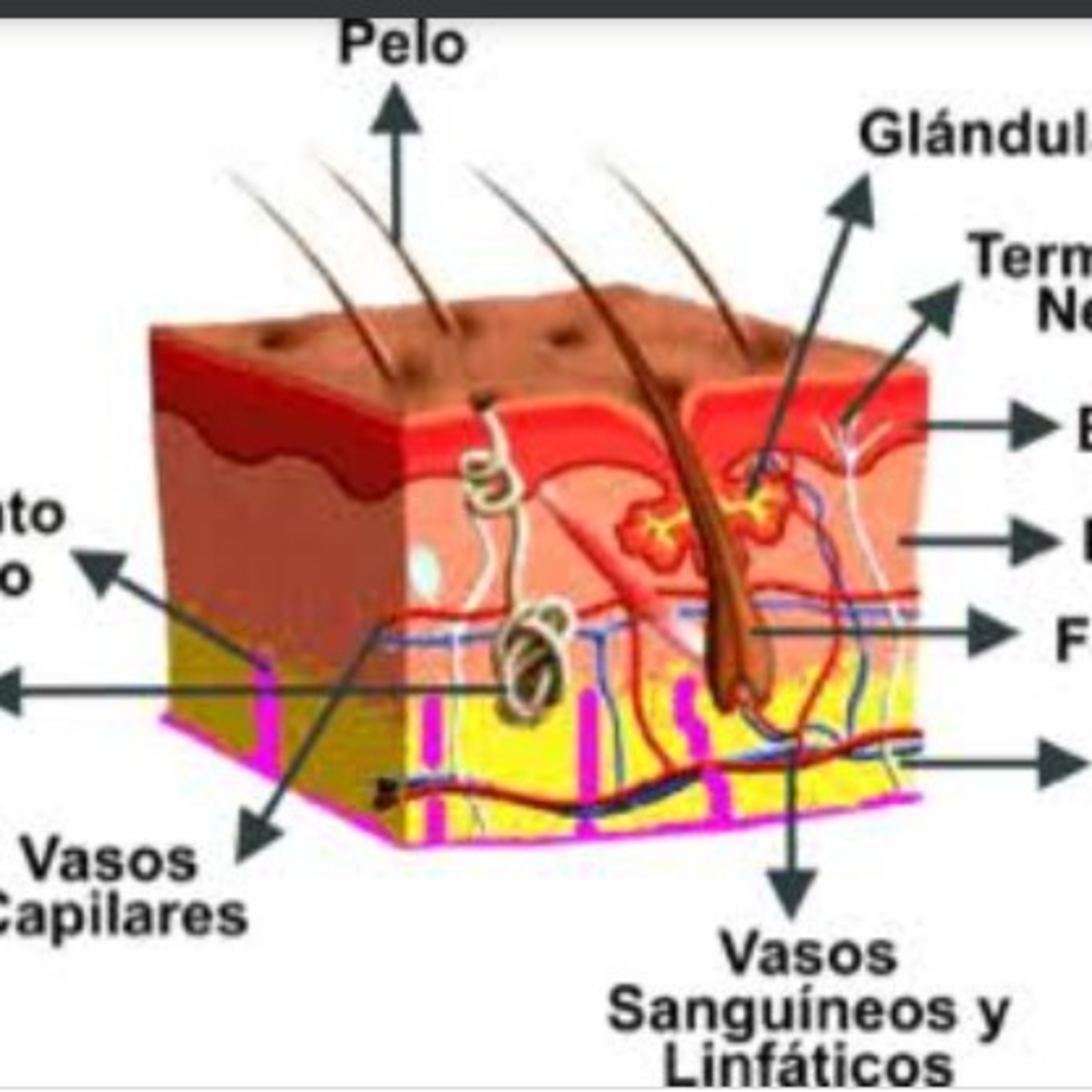 Cuidados del tejido tegumentario
