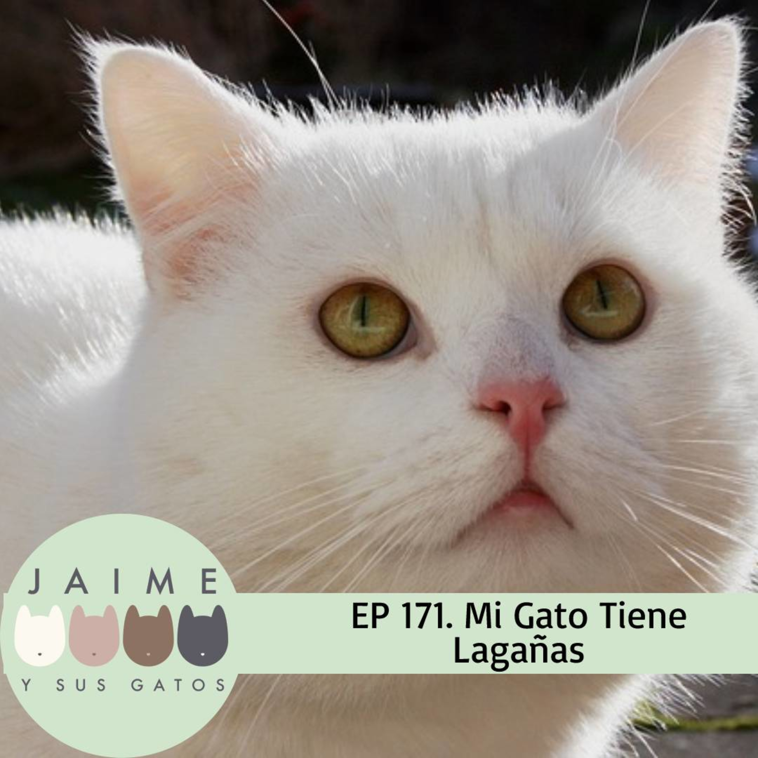 Como Tratar El Acné Felino Remedios Caseros Ep 171 Las Lagañas en los ojos de mis Gatos ¿son Normales? – Jaime y sus  Gatos – Podcast – Podtail