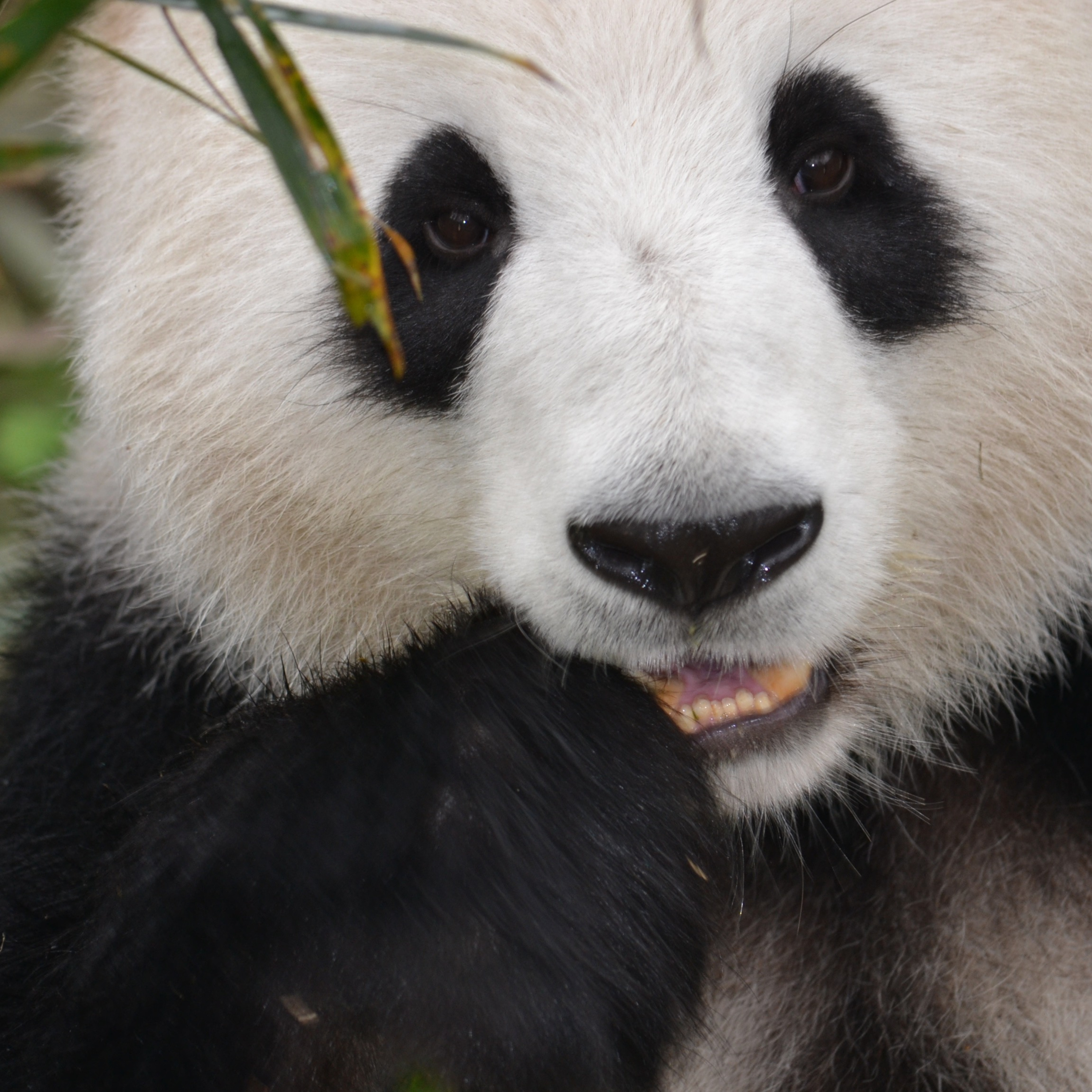 Giant Panda Wisdom episode artwork