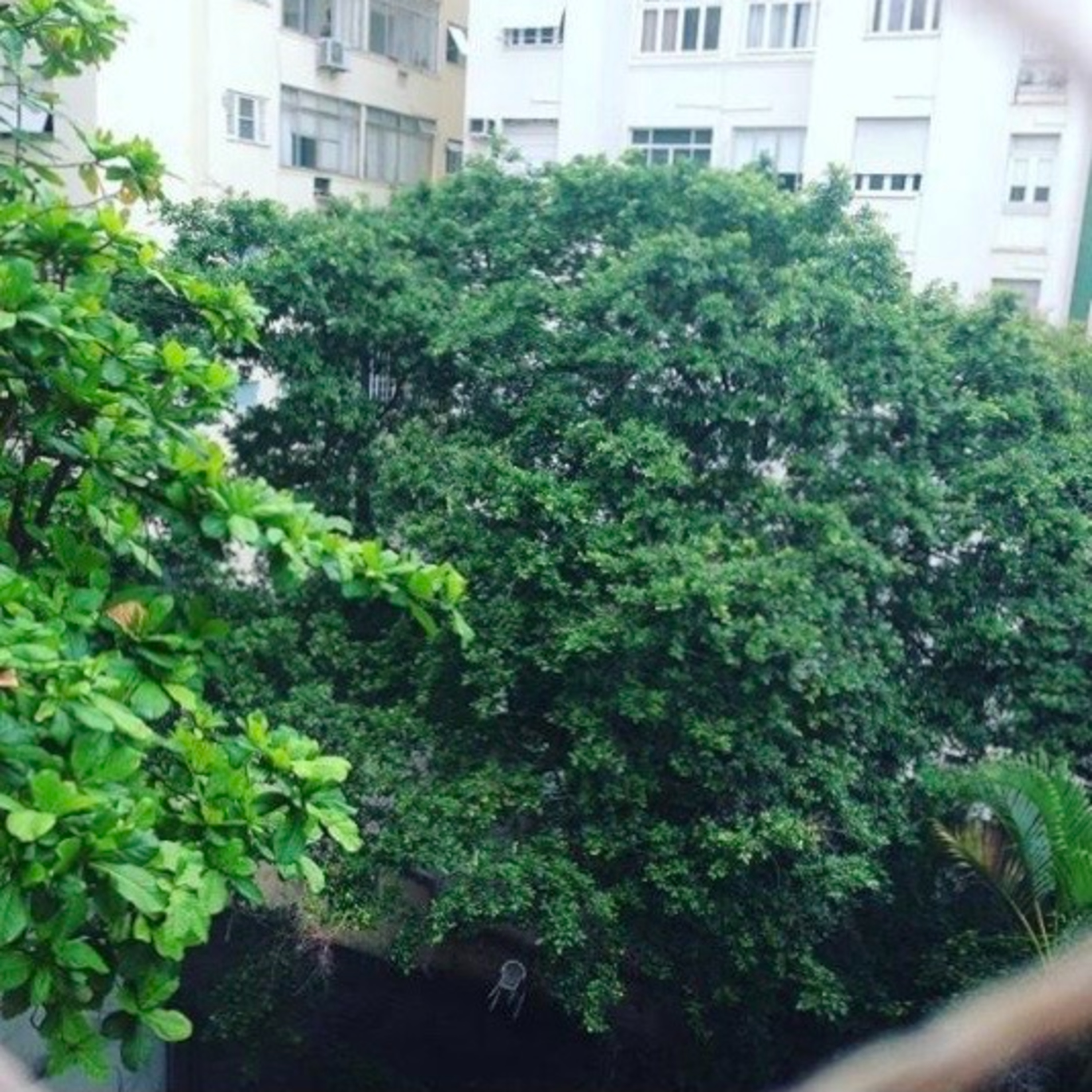 Vozes da Quarentena