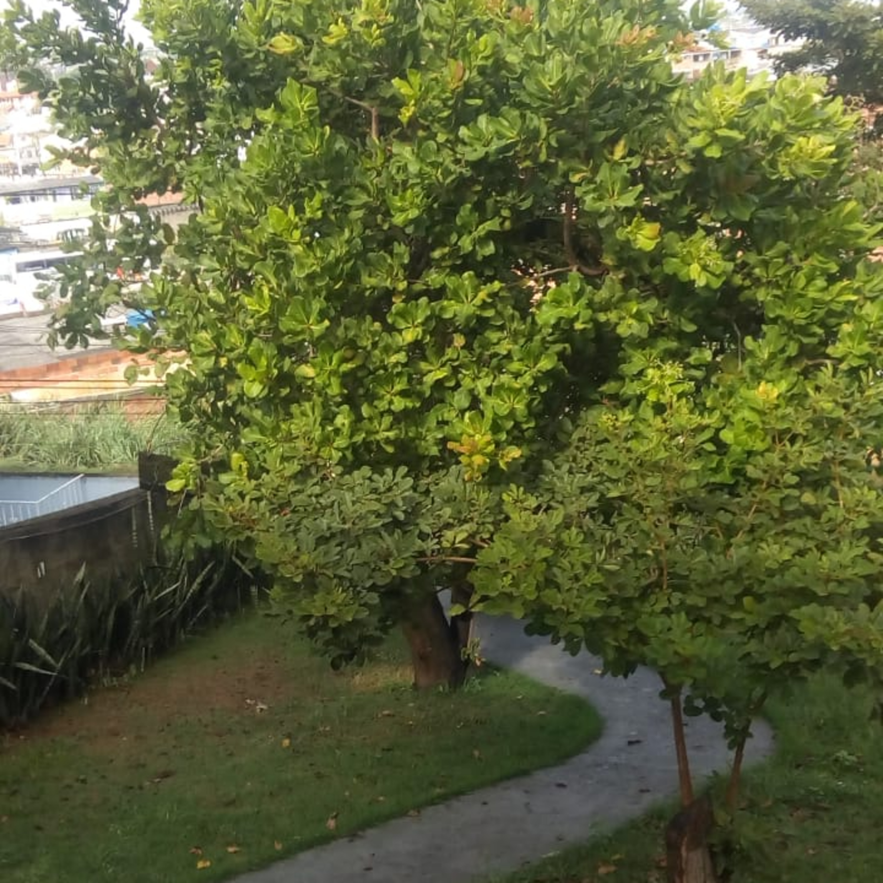 Vozes da Quarentena