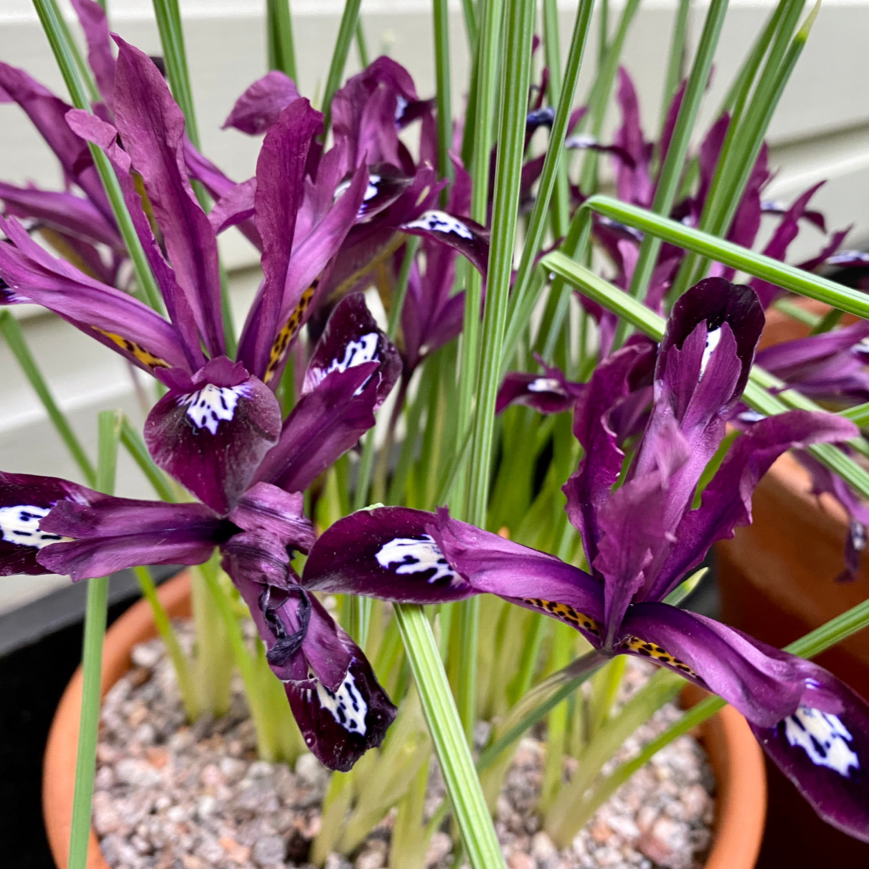 The Frustrated Gardener: Iris Reticulata ‘Pauline’