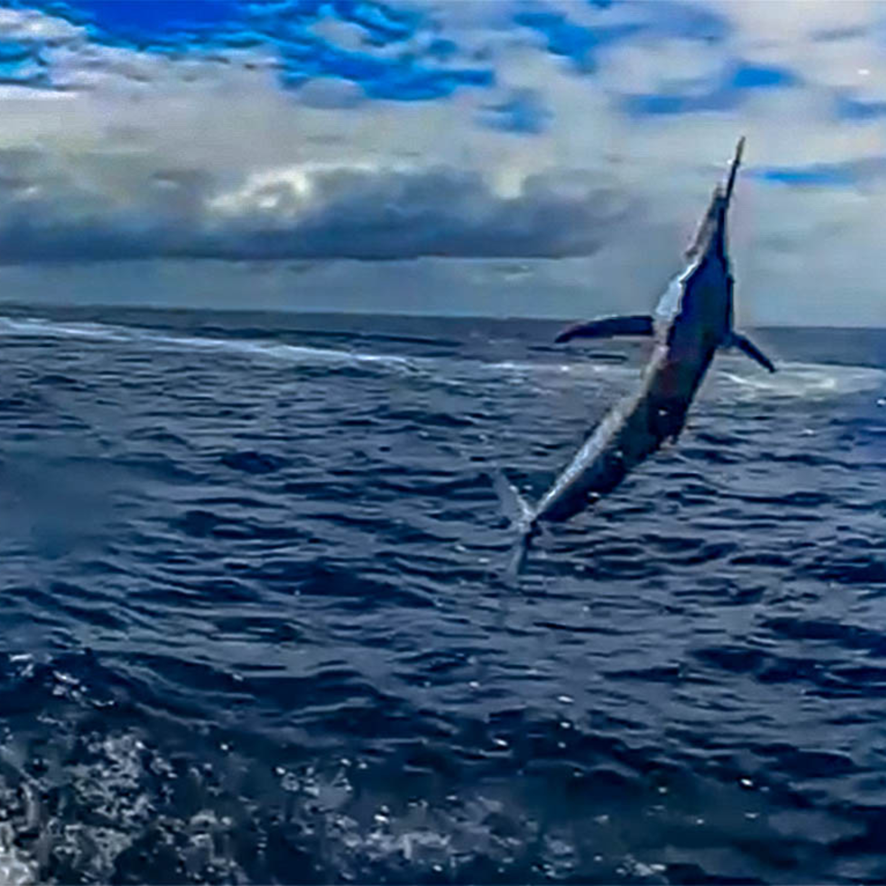 Cabo Billfish still on fire episode artwork