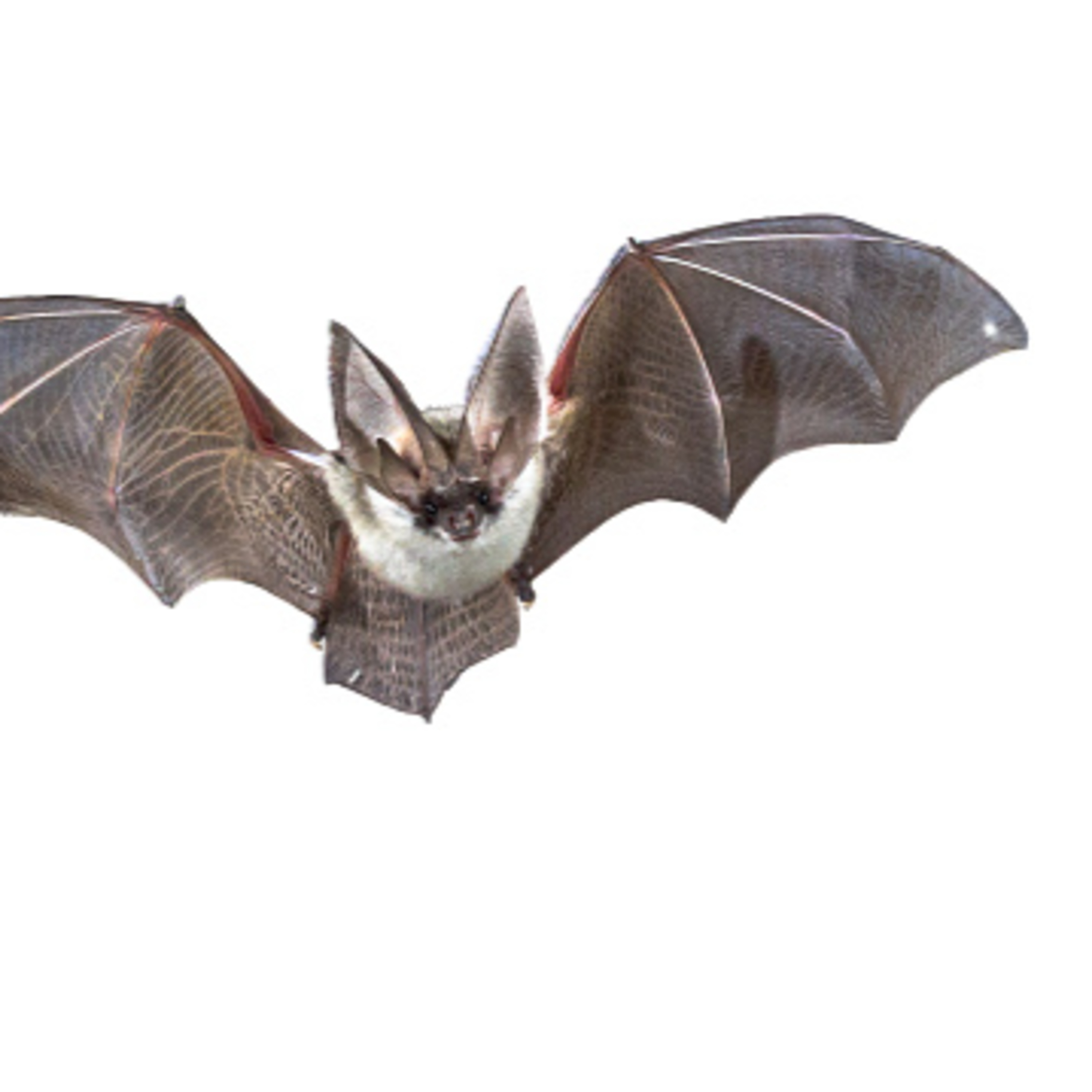 Viajeros y Soñadores con los libros