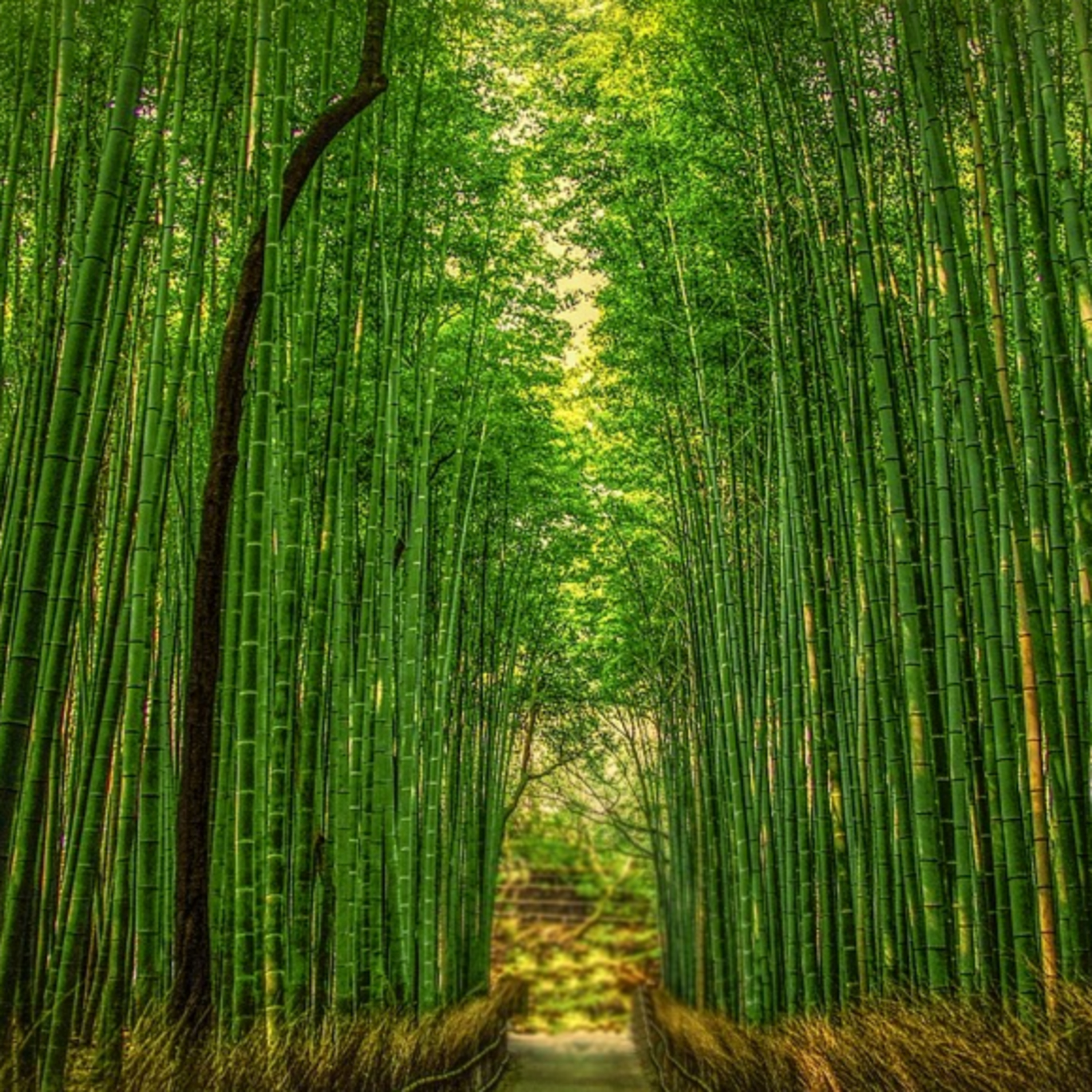 Minuto Presente: 07 Bambu episode artwork