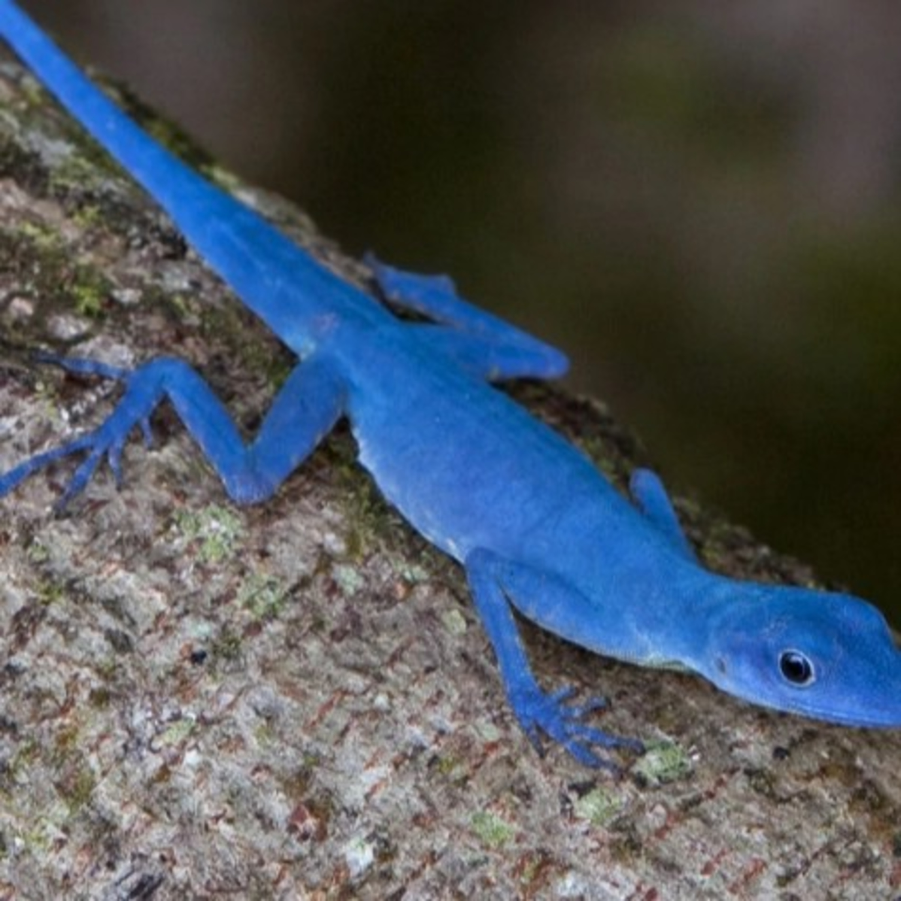 Historia : Irene La Iguana Ingeniosa.