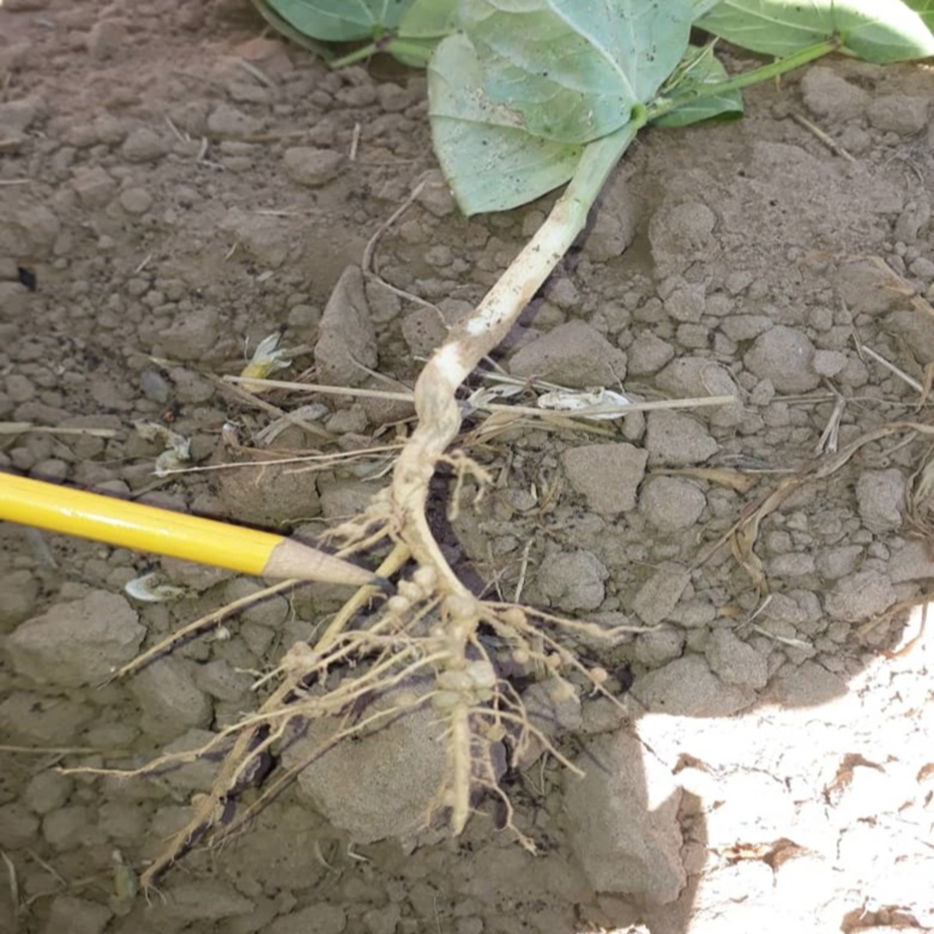 Buenas Prácticas Agrícolas