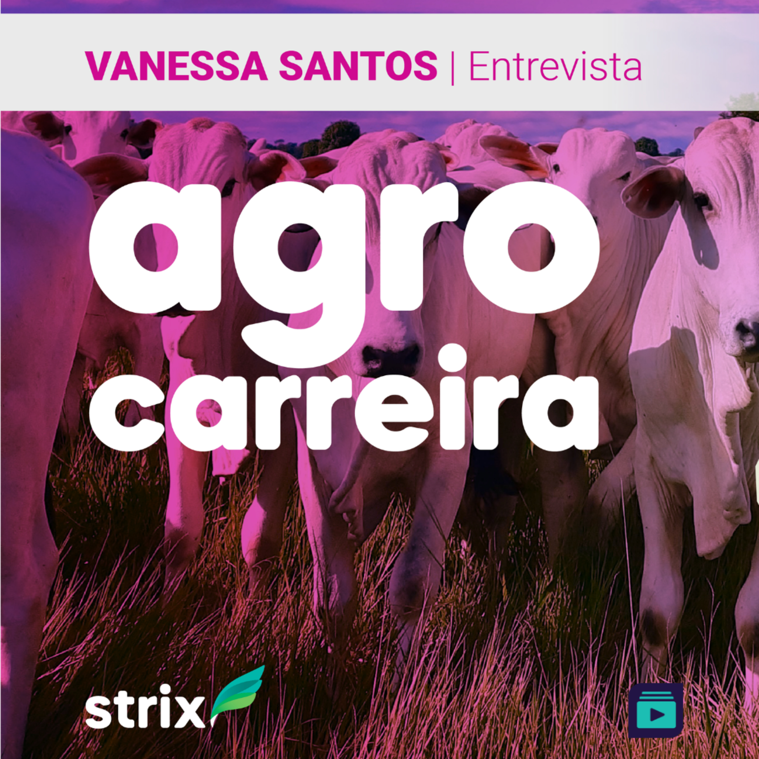 Senta que lá vem Strix