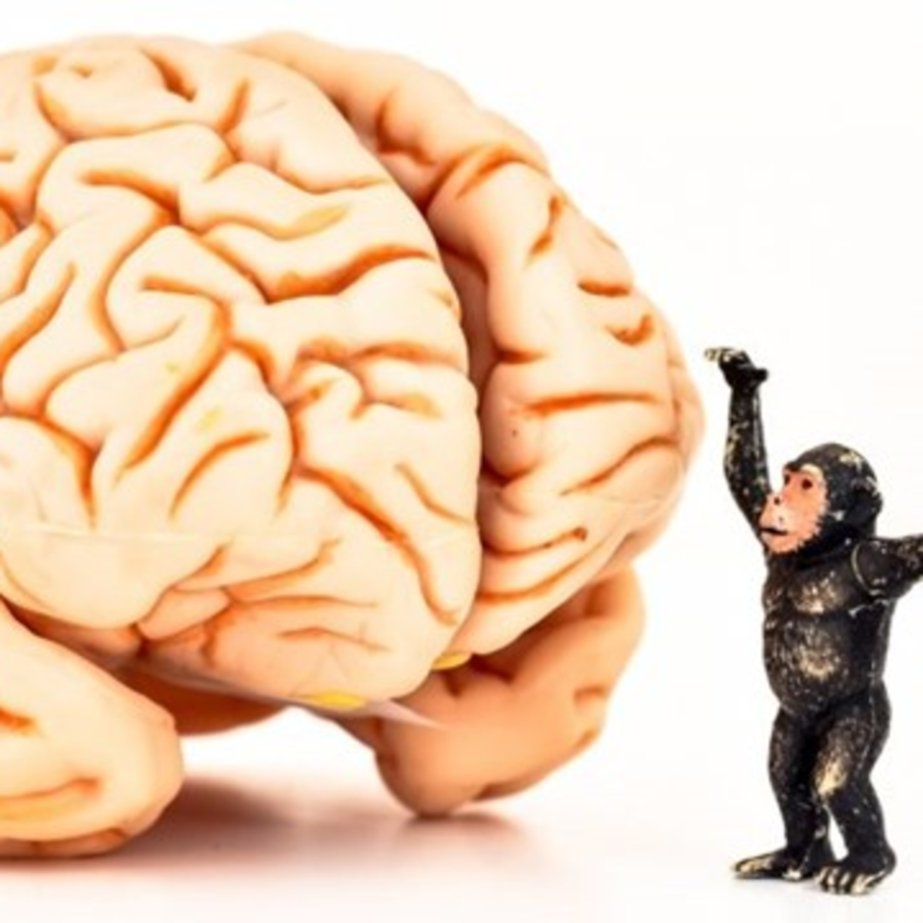 MONKEY BRAIN EP 00 episode artwork