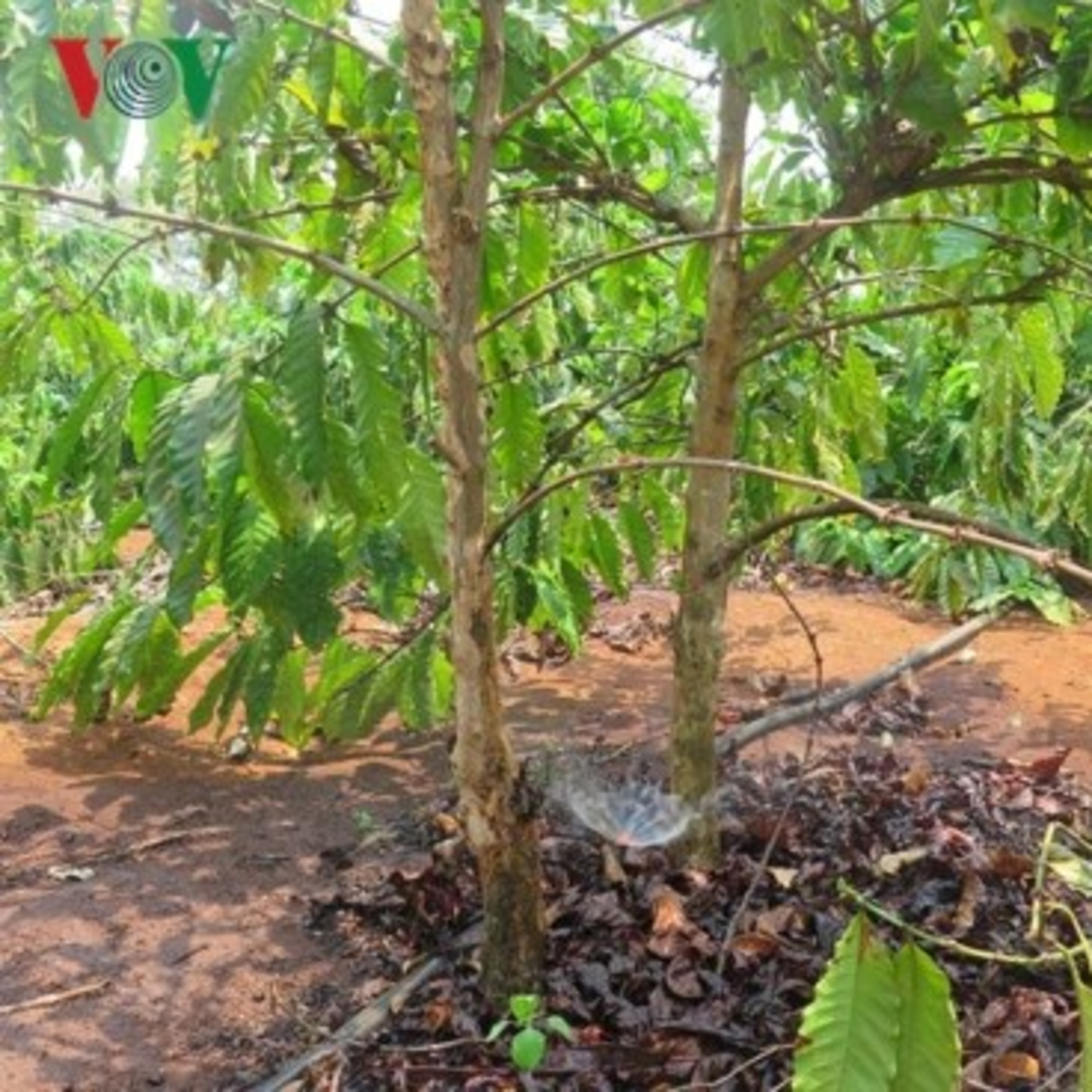 VOV - Sống chung với biến đổi khí hậu: Ứng dụng khoa học công nghệ tưới tiết kiệm cho cây cafe ở Tây Nguyên episode artwork