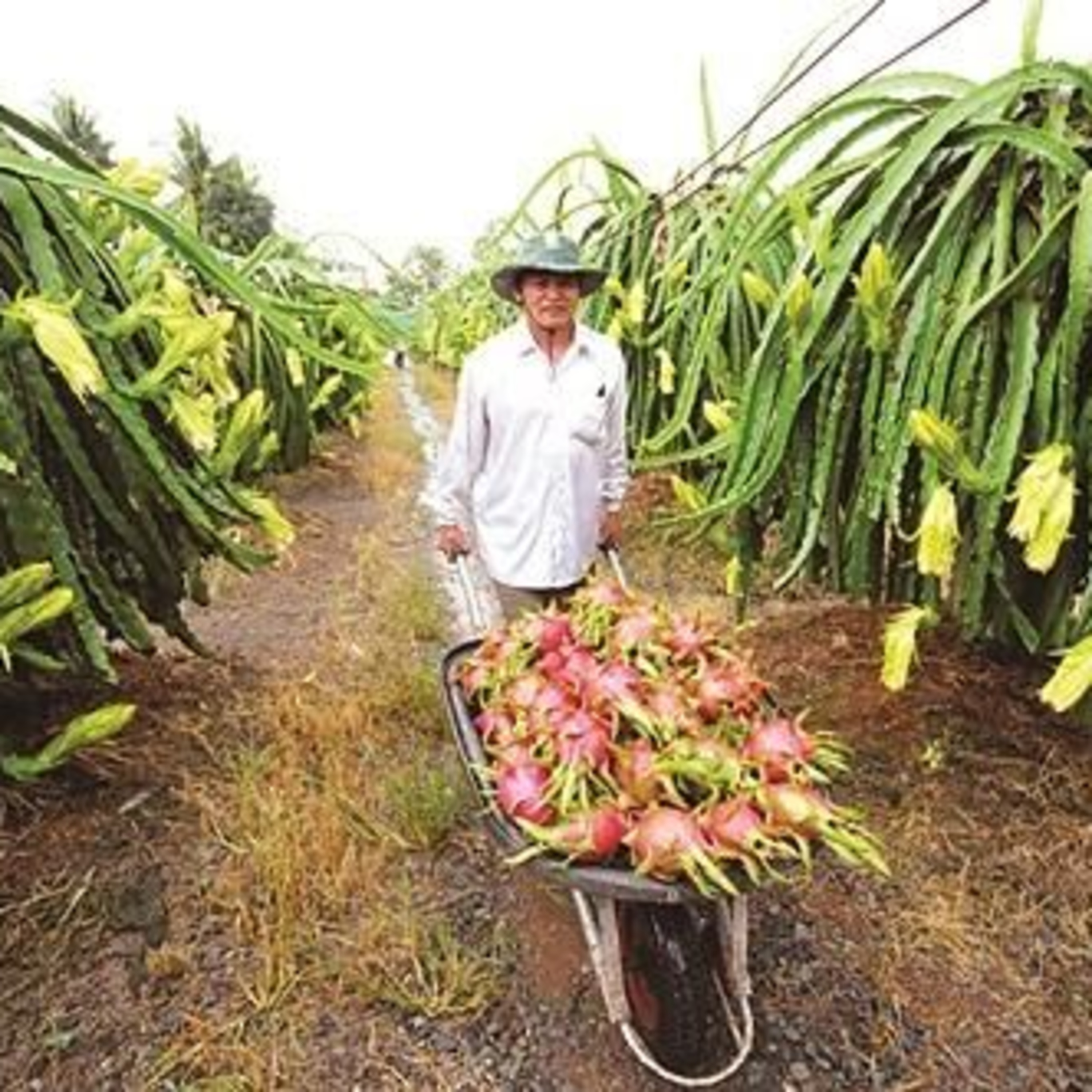 VOV - Sống chung với biến đổi khí hậu: Sản xuất sản phẩm theo tiêu chuẩn - Hướng đi bền vững cho nhà nông đồng bằng sông Cửu Long episode artwork