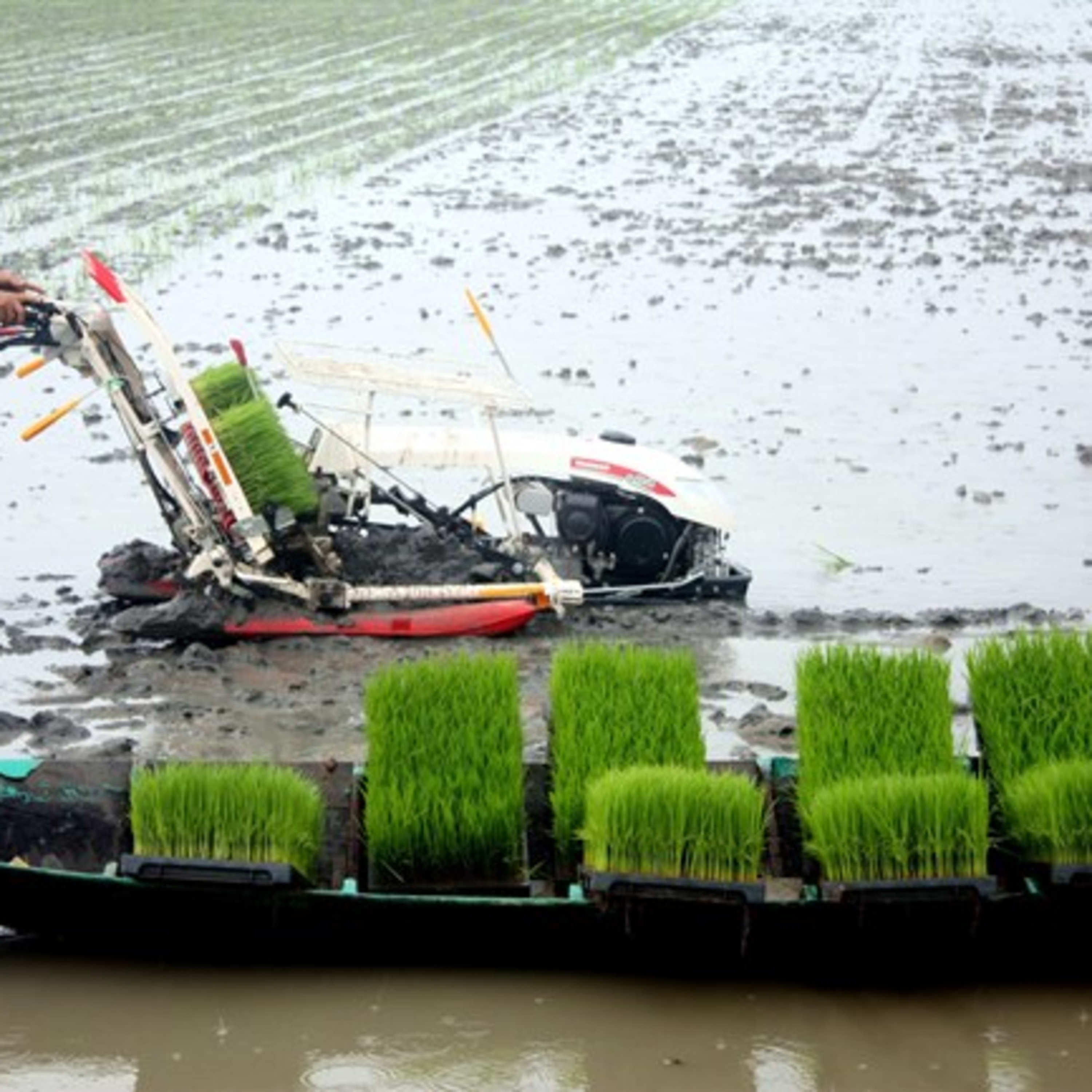 VOV - Sống chung với biến đổi khí hậu: Các ứng dụng công nghệ tiên tiến giảm phát thải khí nhà kính trong chăn nuôi episode artwork