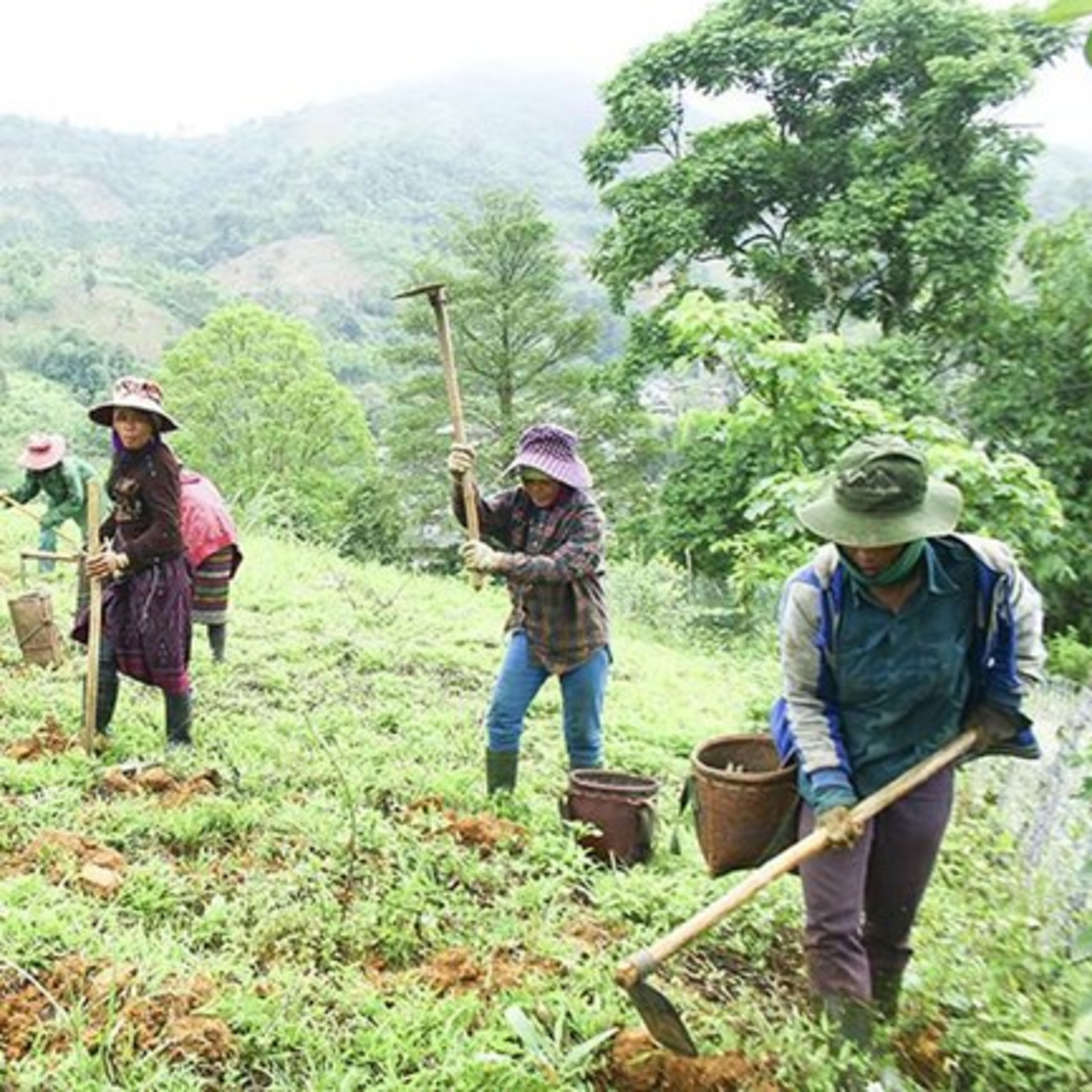 VOV - Tài nguyên và môi trường: Đổi mới cách giải quyết tình trạng thiếu đất ở, đất sản xuất theo hướng tiếp cận sinh kế bền vững tại vùng đồng bào dân tộc episode artwork
