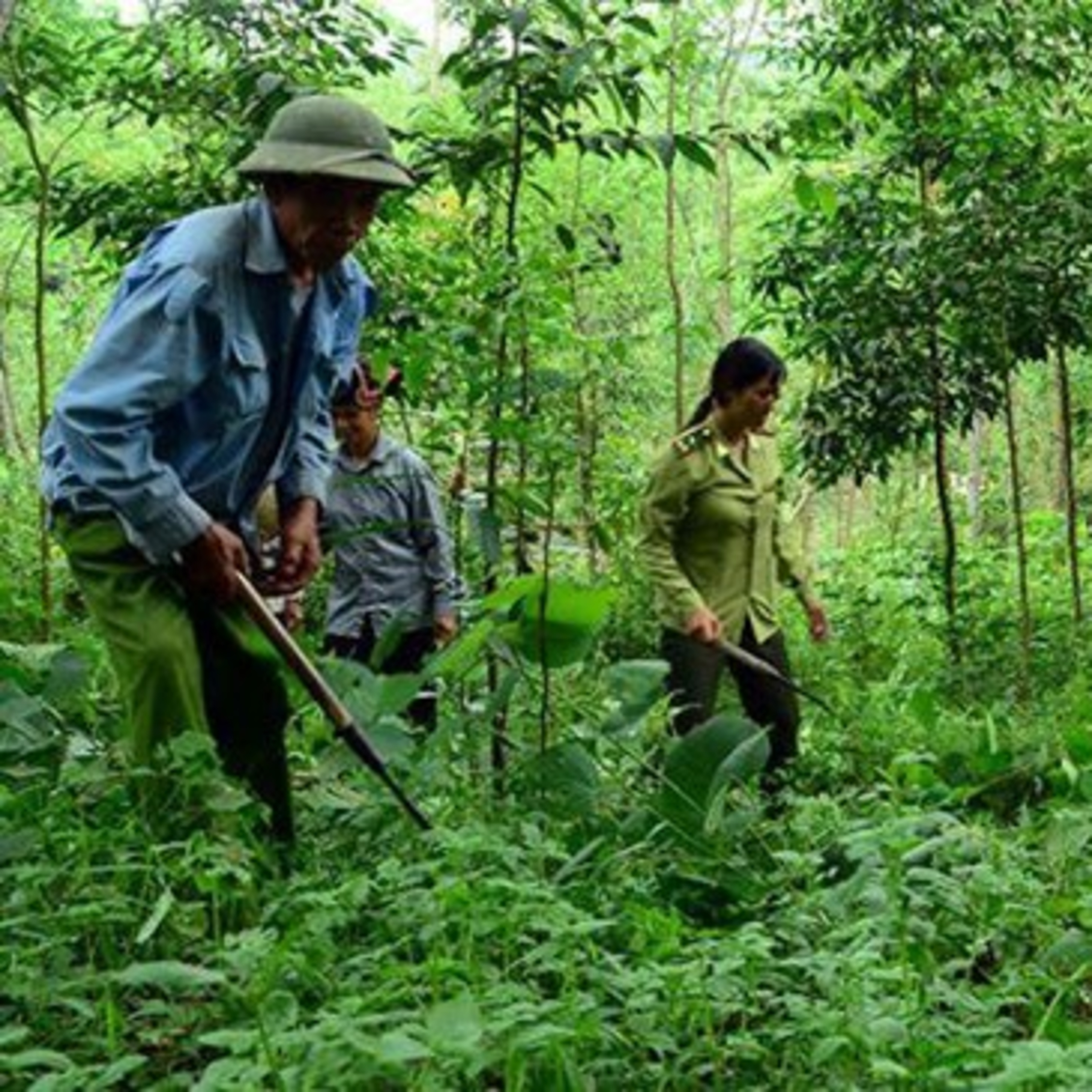 VOV - Sống chung với biến đổi khí hậu: Tạo sinh kế bền vững cho cộng đồng để bảo vệ và phục hồi rừng tự nhiên episode artwork