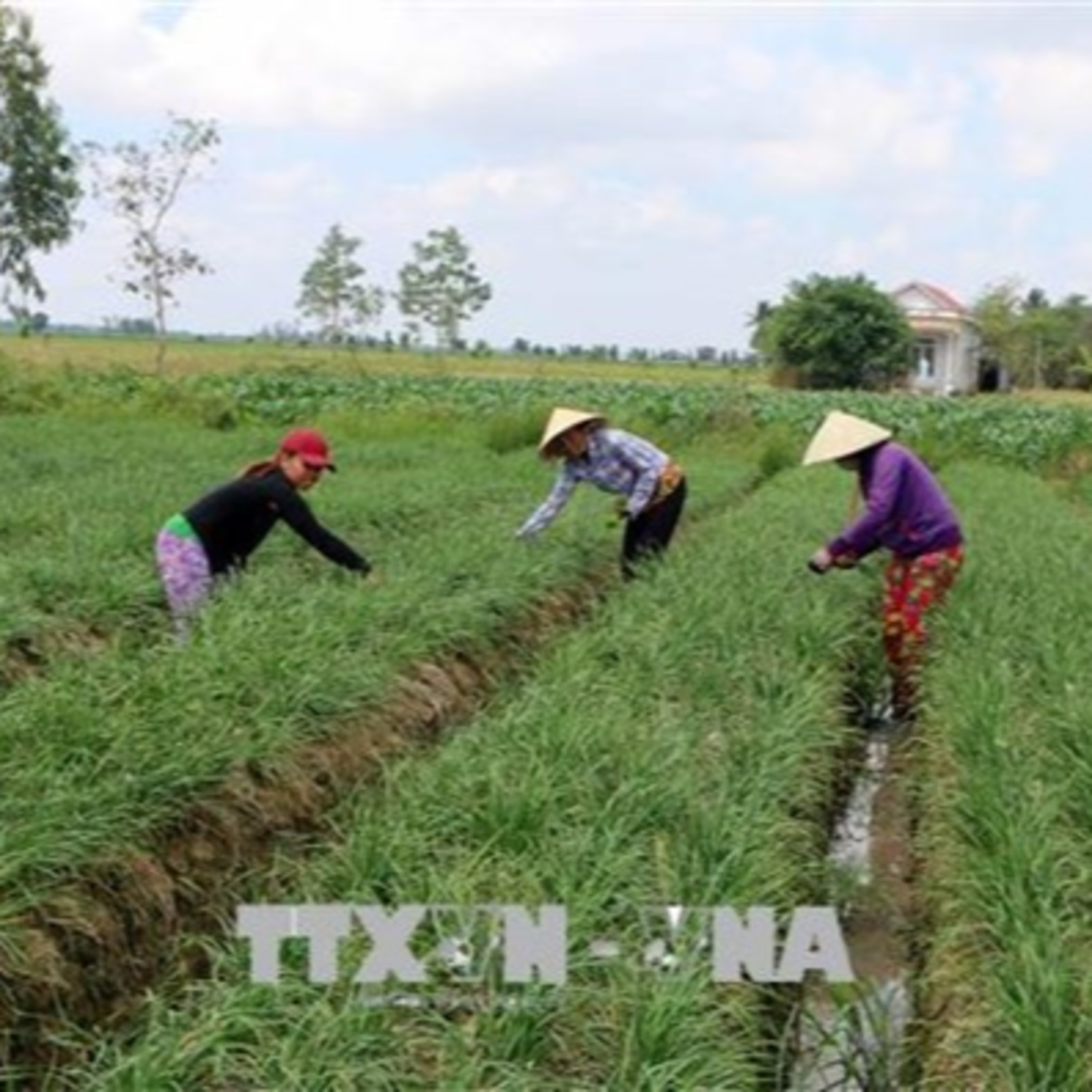 VOV - Sống chung với biến đổi khí hậu: Chuyển đổi cơ cấu cây trồng thích ứng với biến đổi khí hậu episode artwork