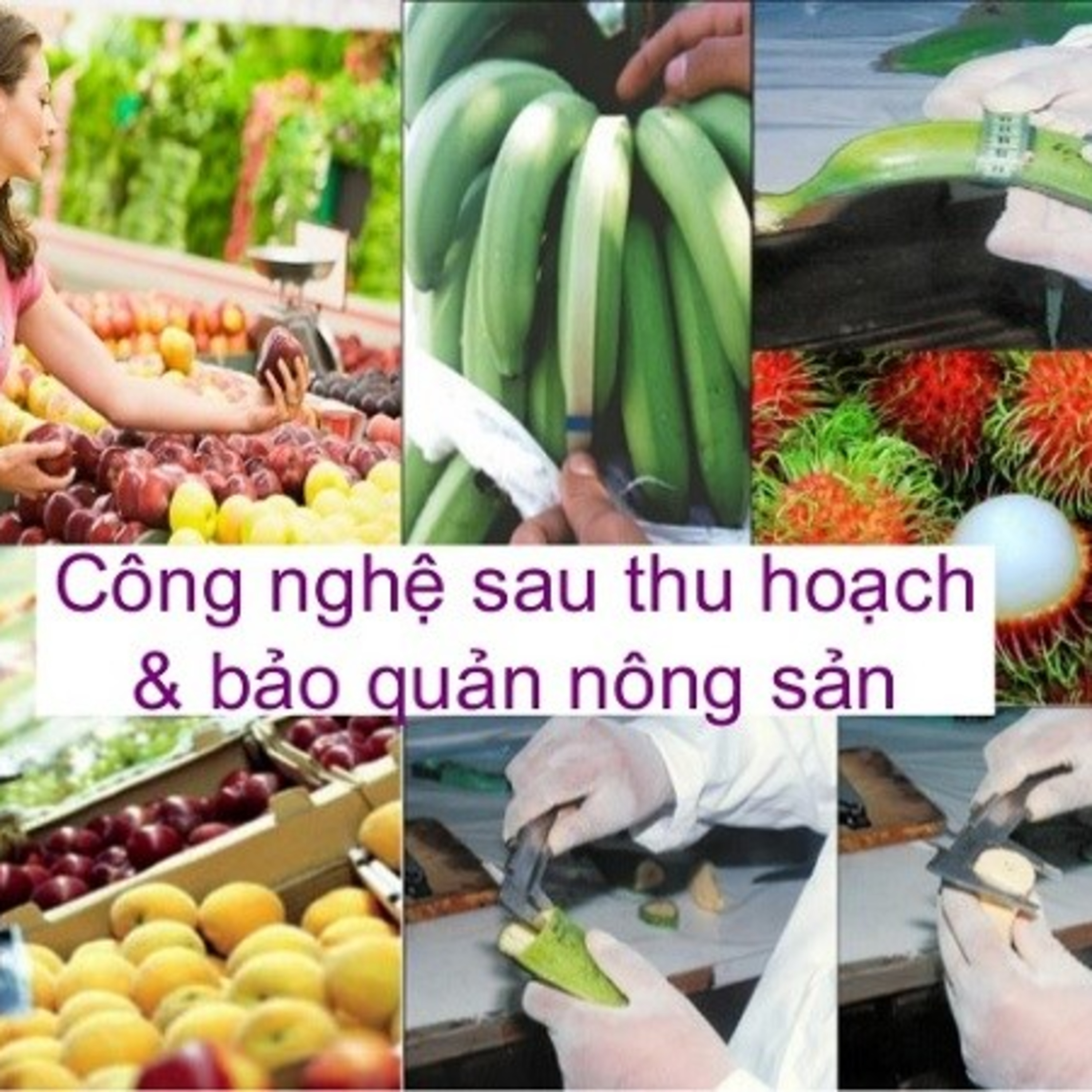 VOV - Kết nối công nghệ: Phát triển công nghệ chế biến, bảo quản sau thu hoạch- lời giải cho nông sản Việt Nam episode artwork