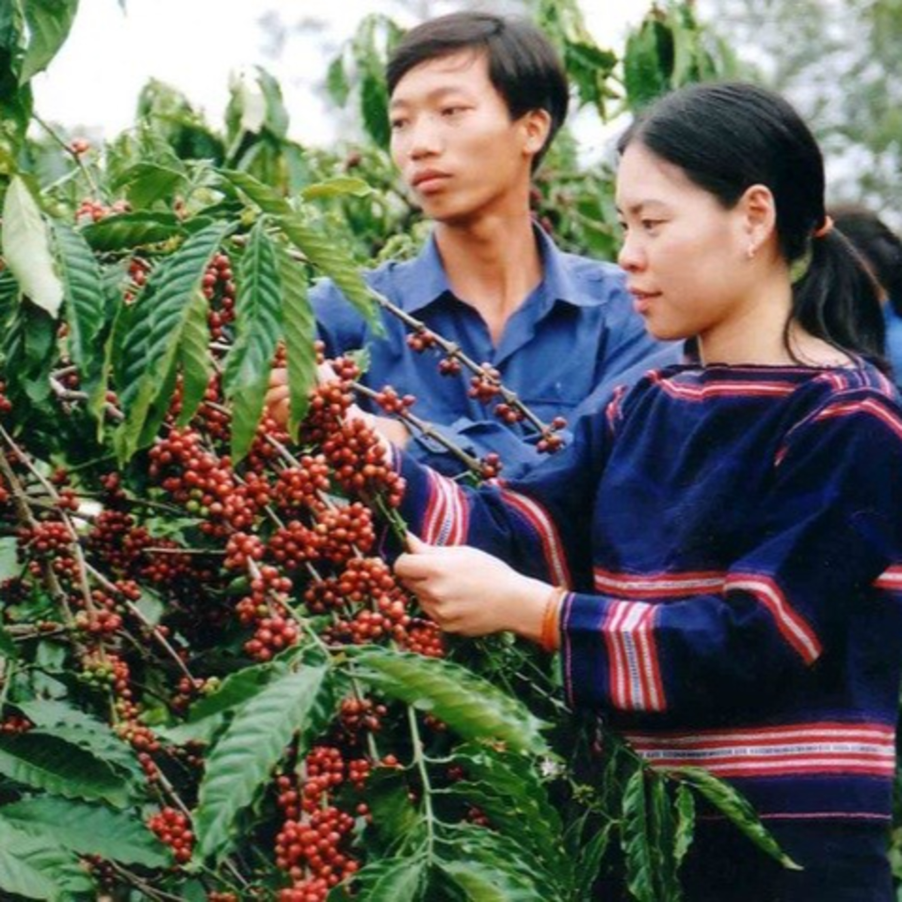 Biến đổi khí hậu: Nông nghiệp bền vững góp phần đưa phát thải ròng về 0 theo cam kết tại COP26 episode artwork