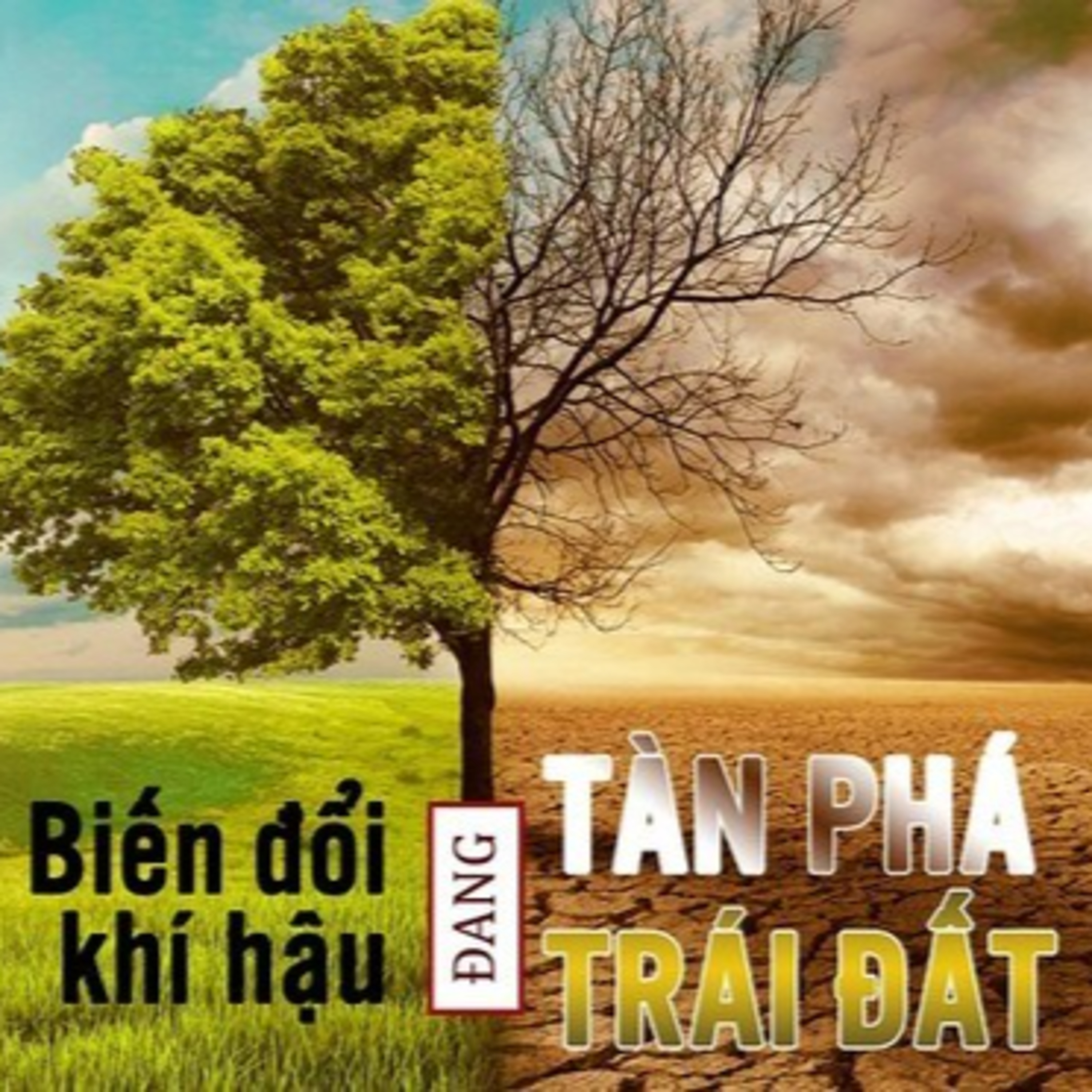 Biến đổi khí hậu: Bảo tồn và Phát huy giá trị đa dạng sinh học tại các vùng đất ngập nước episode artwork