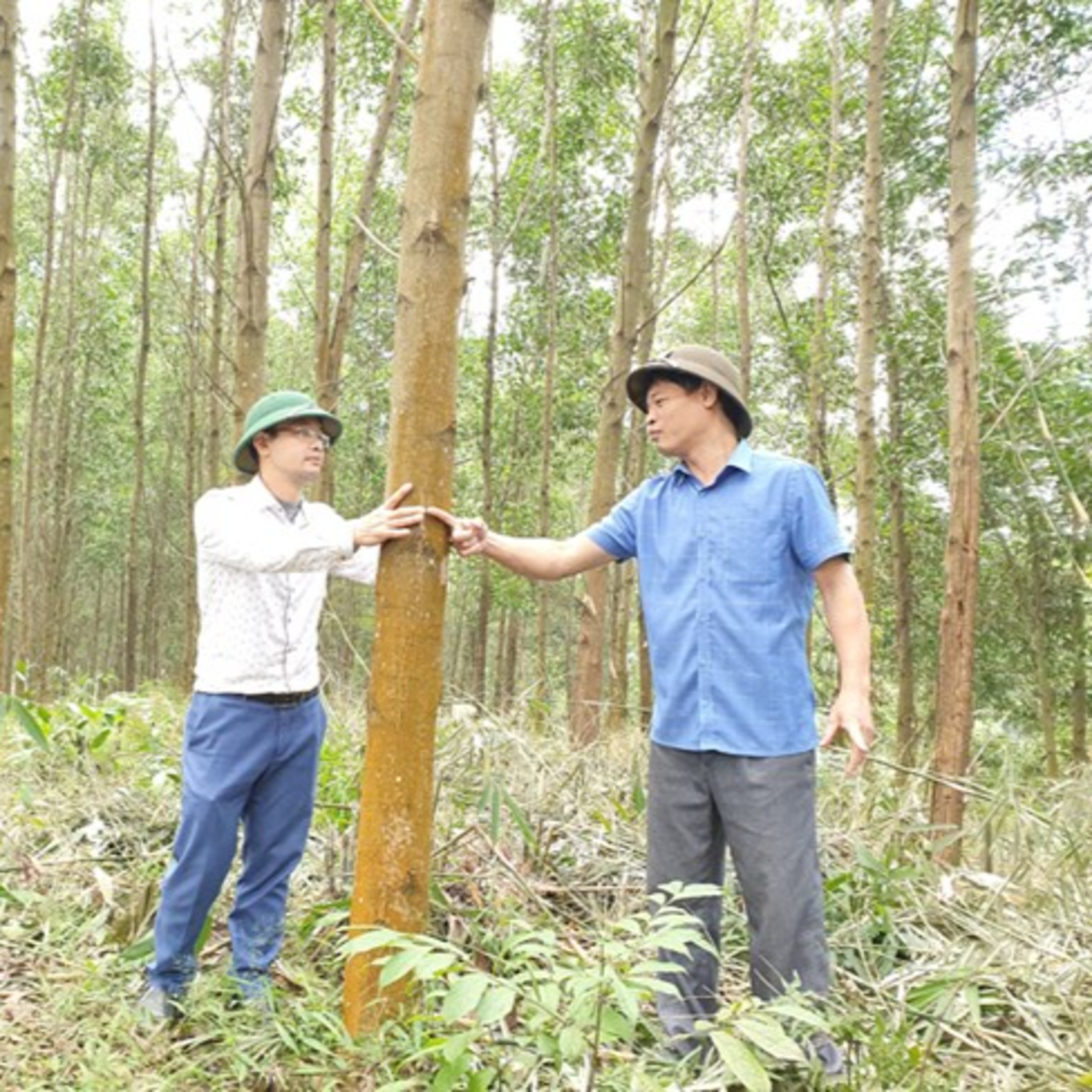 Biến đổi khí hậu - Tuyên Quang: Trồng rừng gỗ lớn vừa phát triển kinh tế vừa ứng phó với biến đổi khí hậu episode artwork