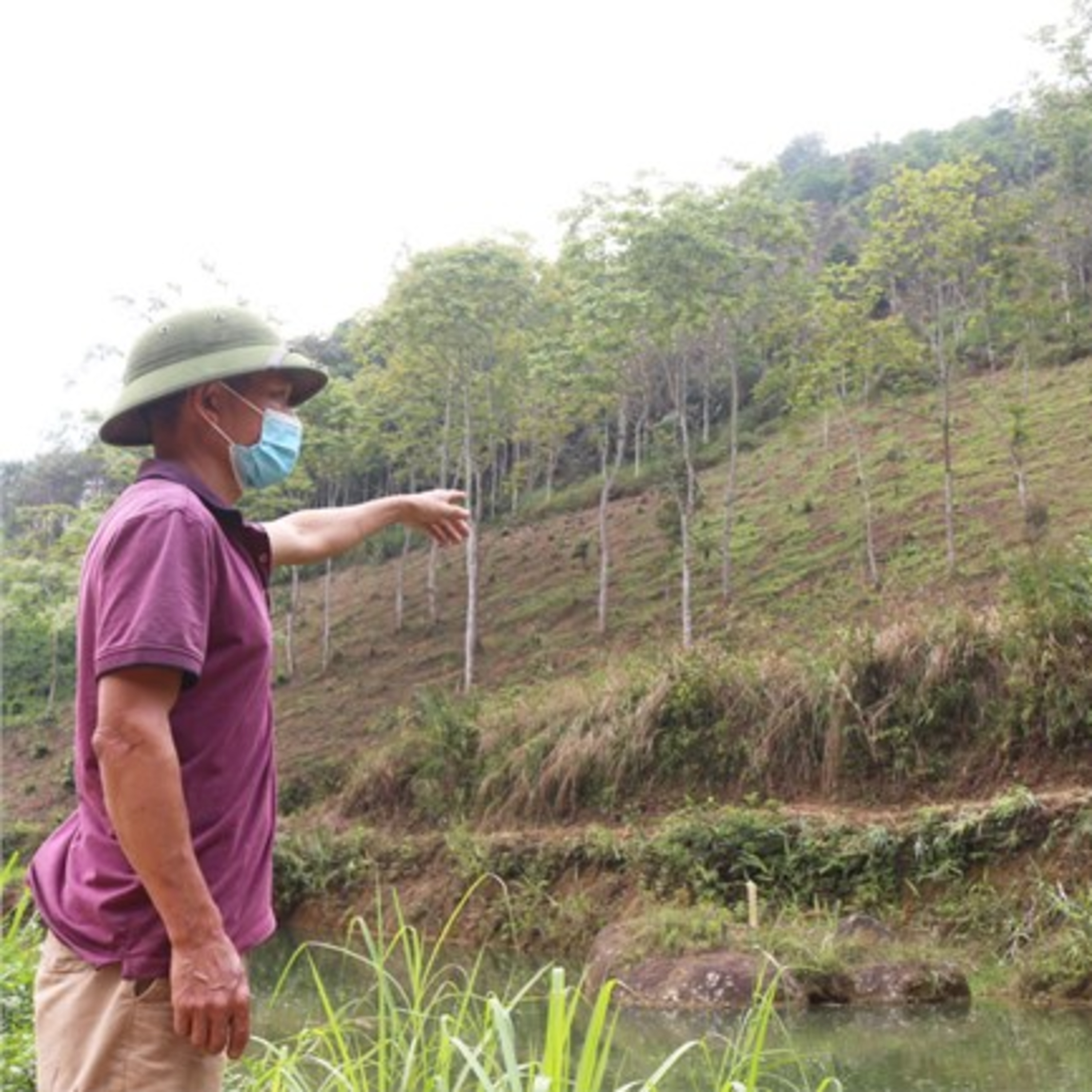 Tài nguyên môi trường - Giải pháp nào tháo gỡ khó khăn để giúp nông dân trồng rừng gỗ lớn?  episode artwork
