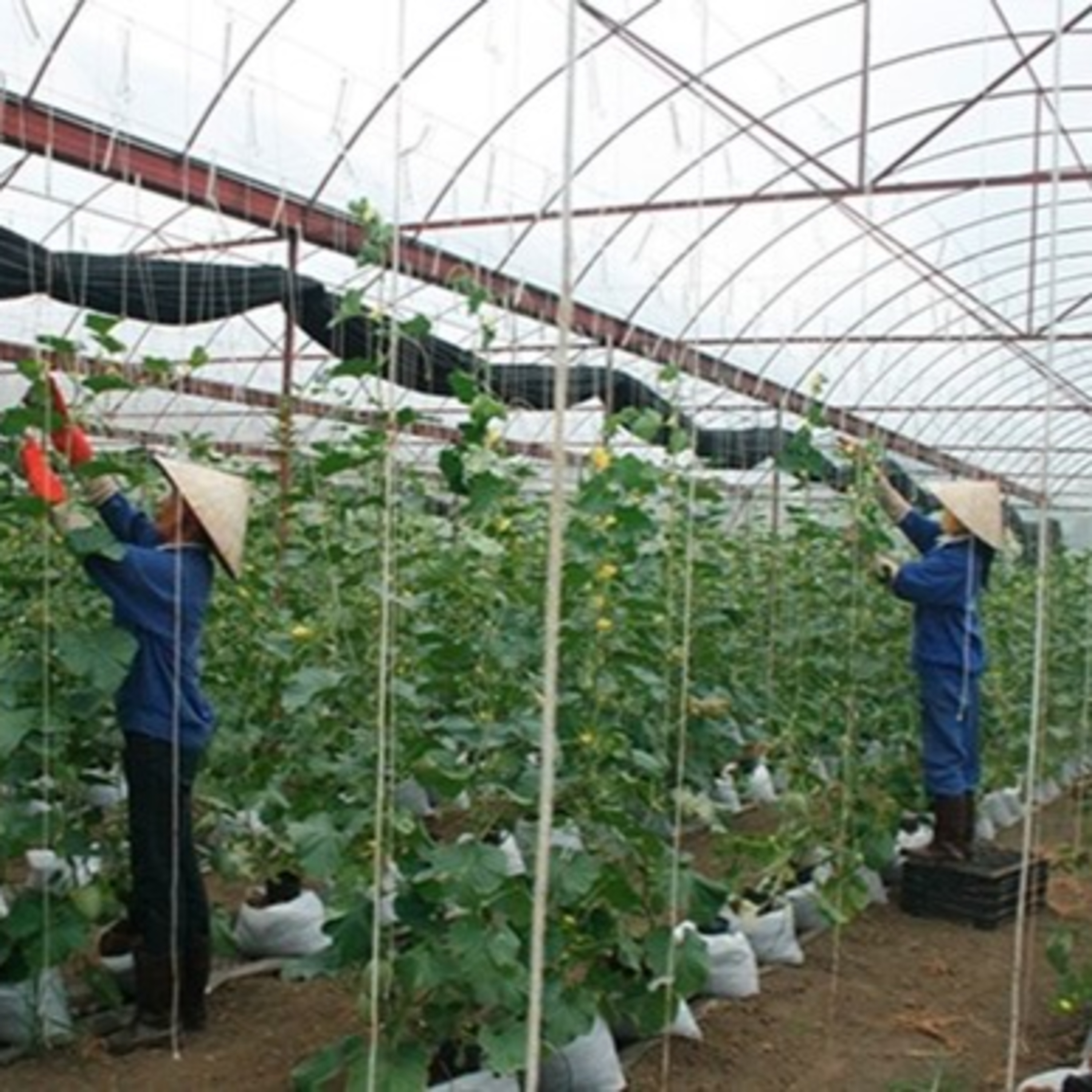 Kết nối công nghệ - Đẩy mạnh phát triển các giải pháp KHCN giúp phát triển nông nghiệp bền vững – xu thế tất yếu episode artwork