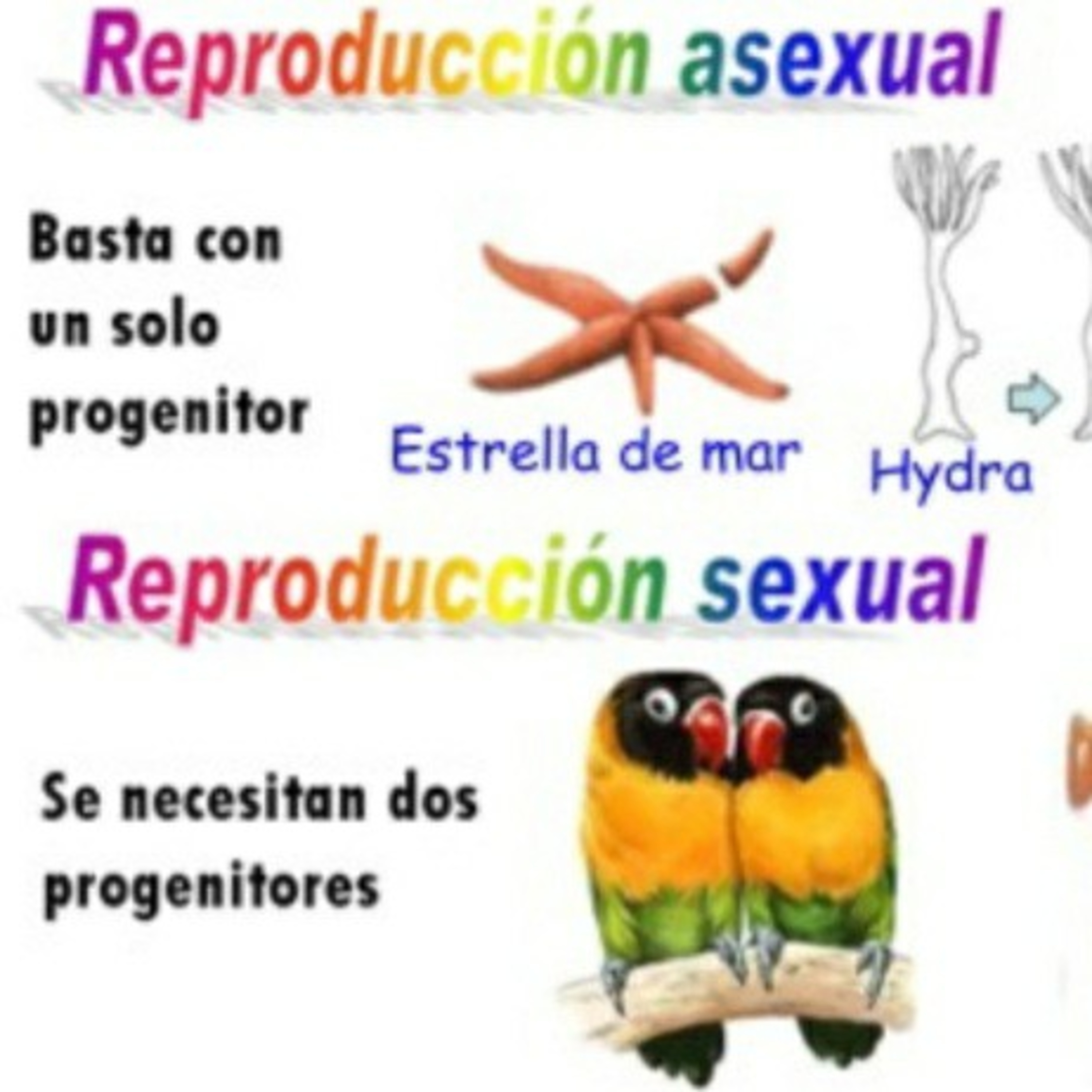 La reproduccion sexual y asexual