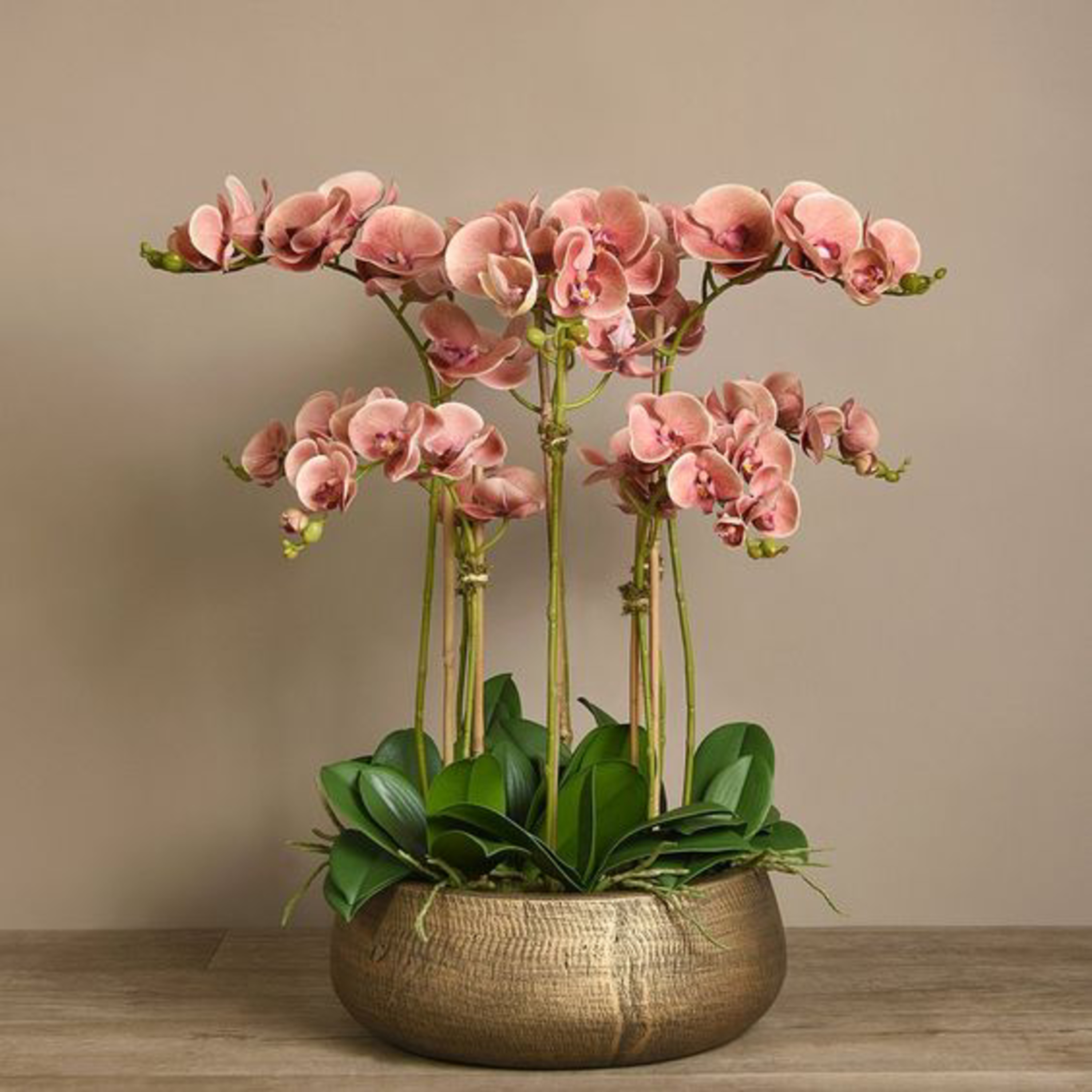 orquídeas