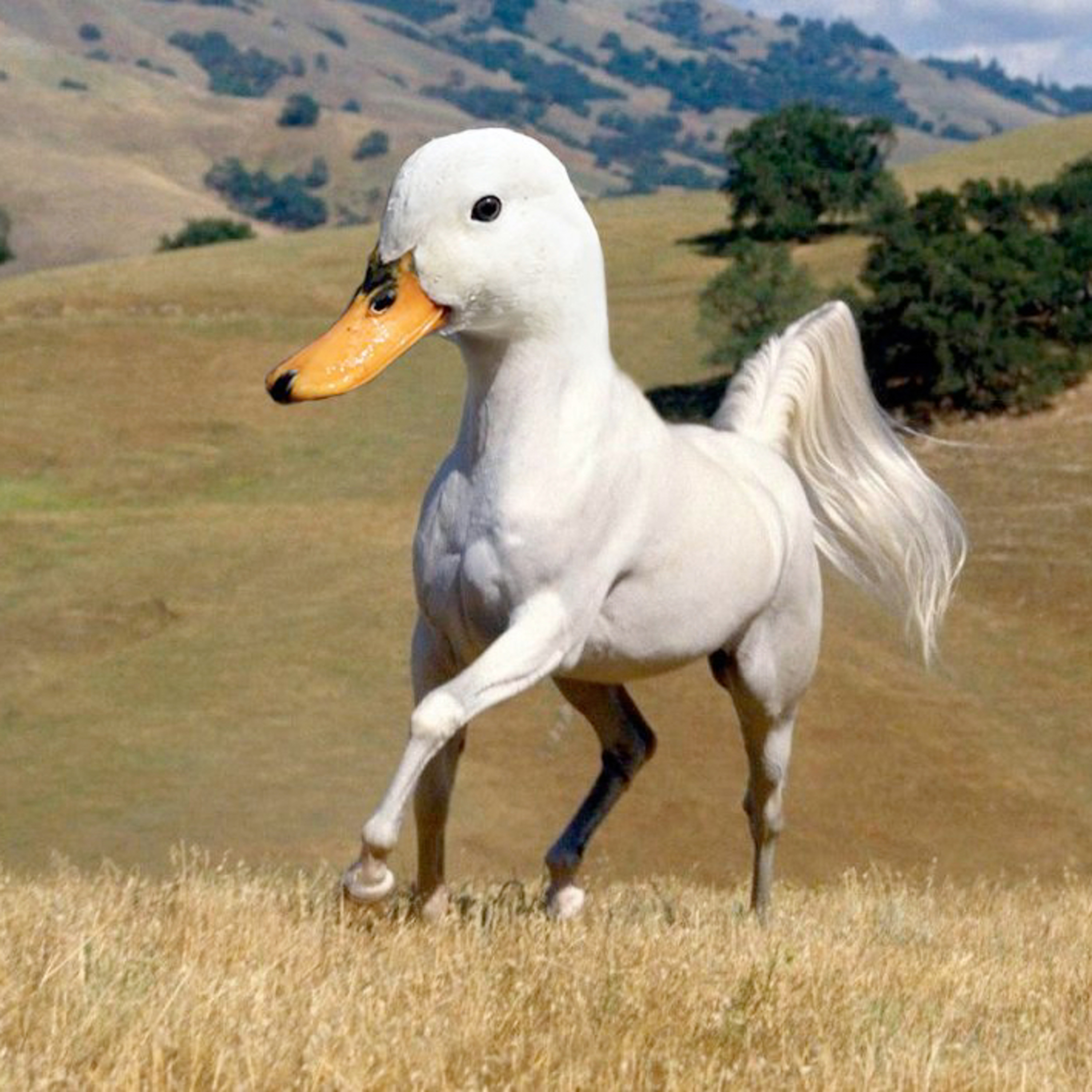 What I would pick. Horse sized duck or duck size horse  episode artwork