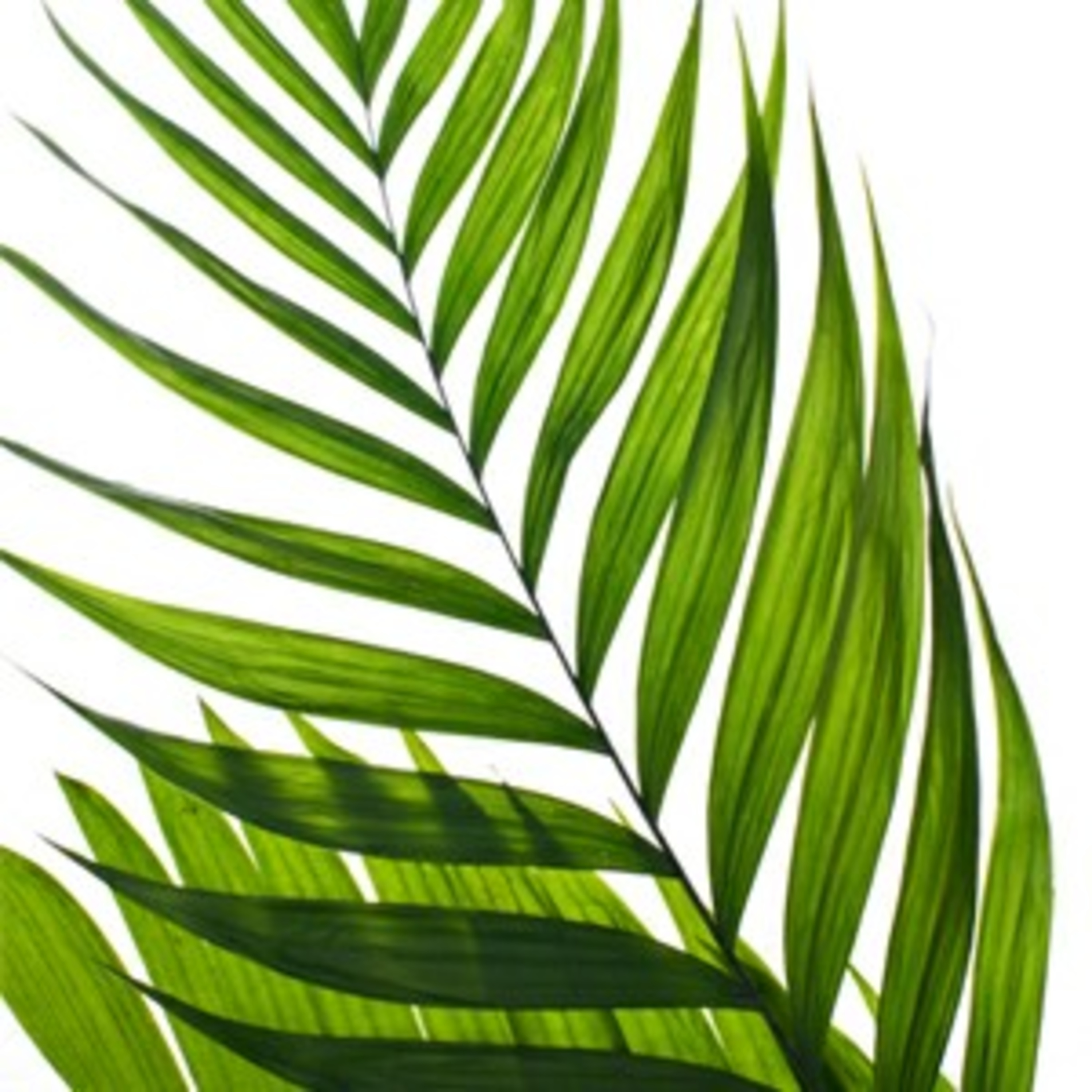 3° Episódio - Sobre o Domingo de Ramos