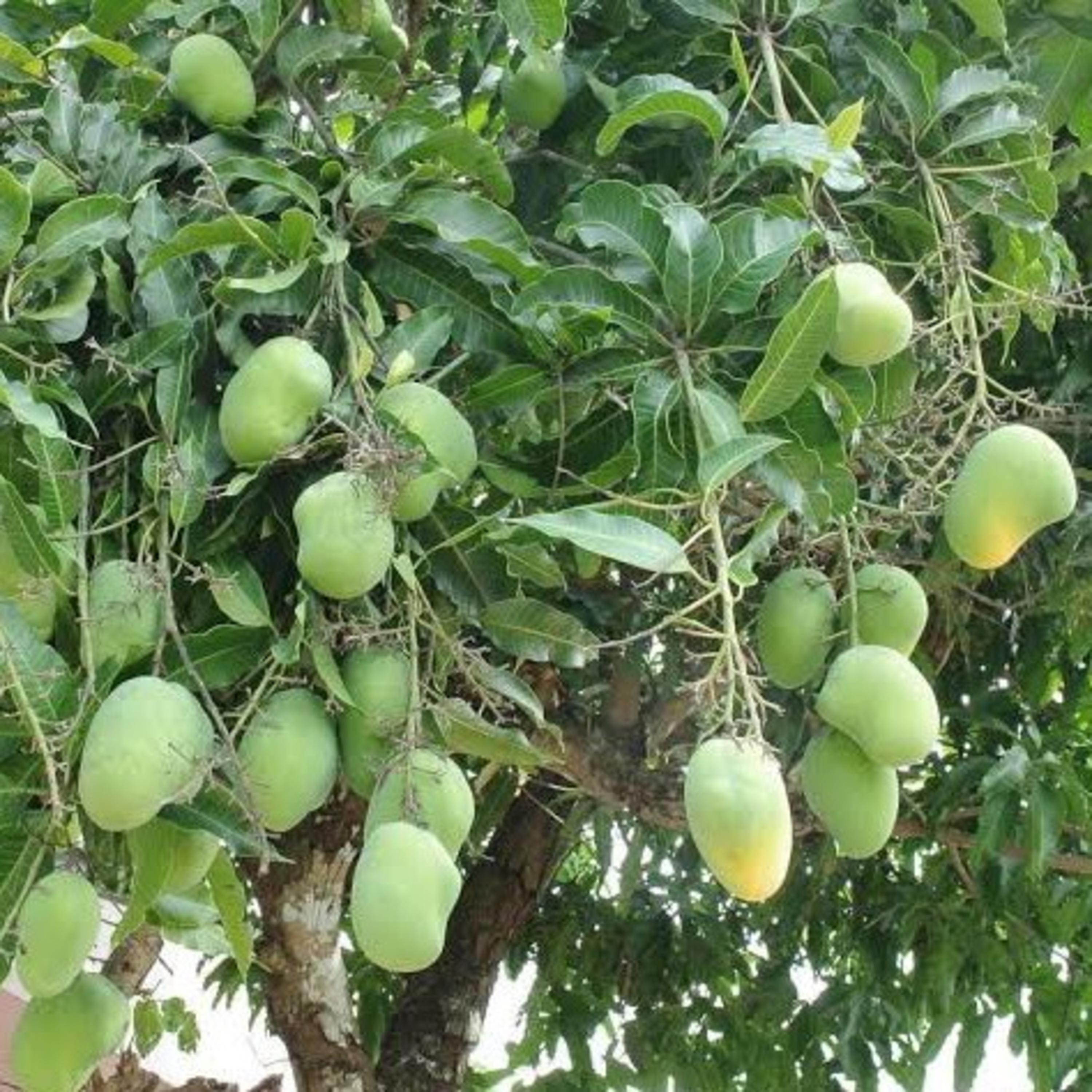 Good news for those who love to eat mangoes. King of fruits Mango is now Available even in winter. episode artwork