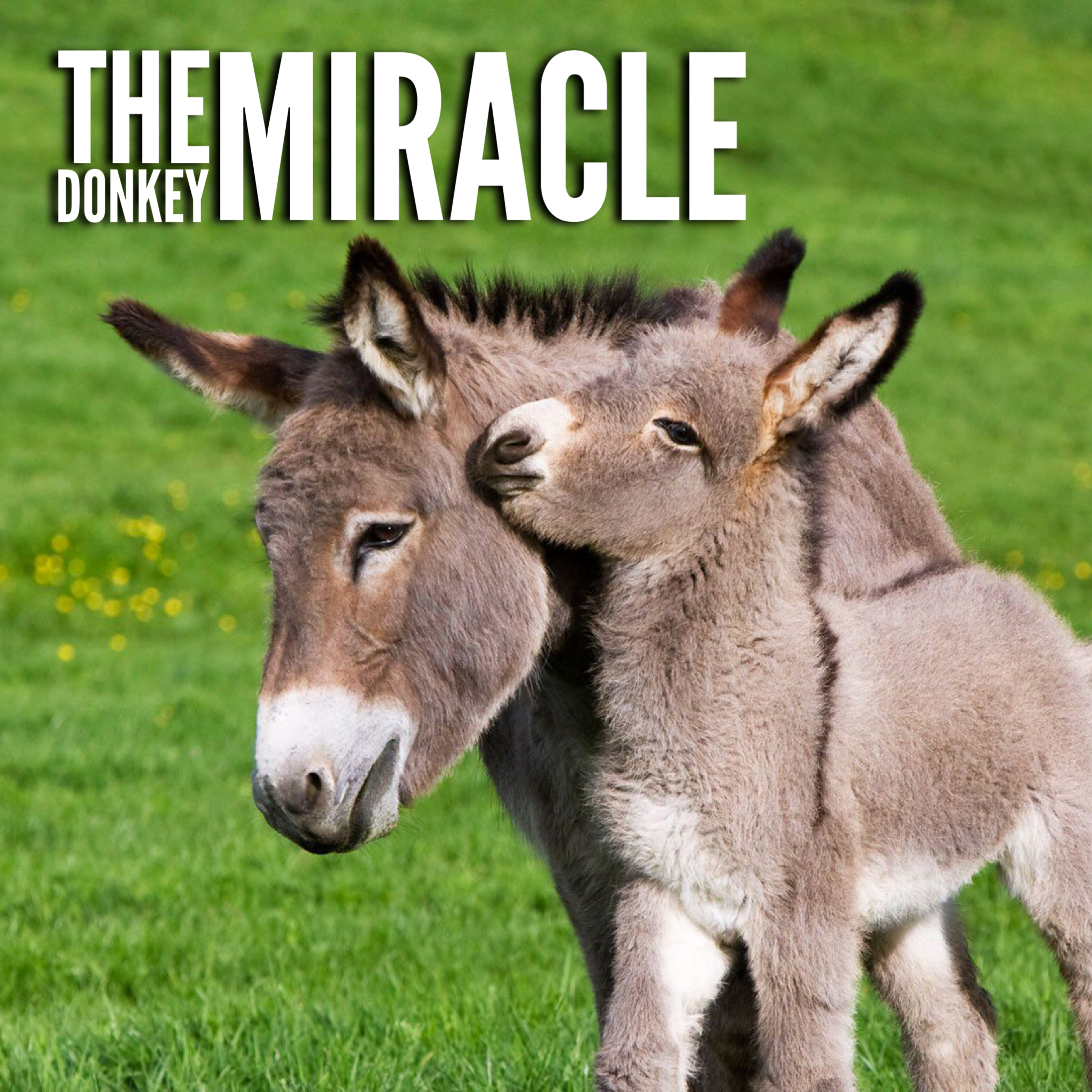 Ep. 12 "The Donkey Miracle" episode artwork