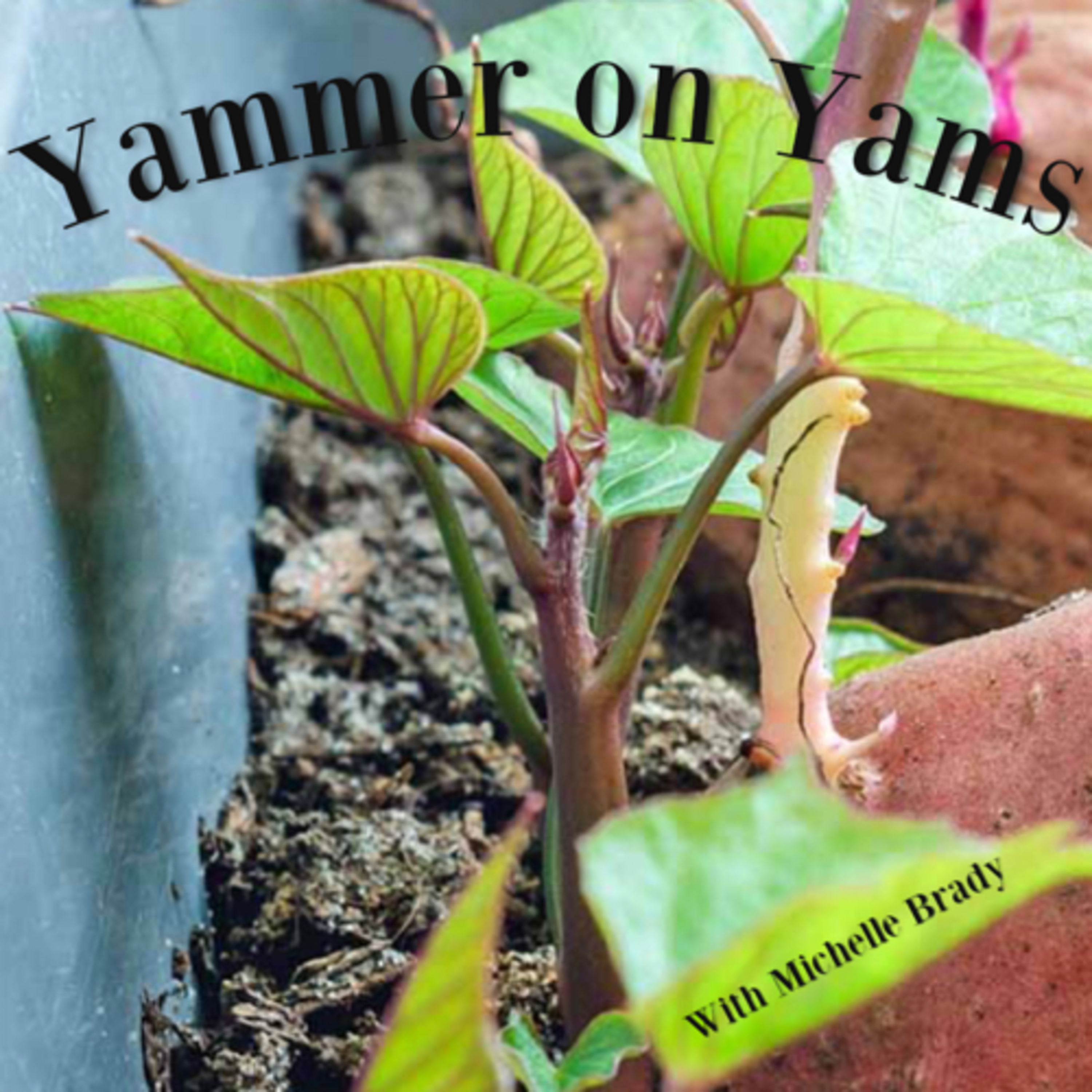 Yammer on Yams 