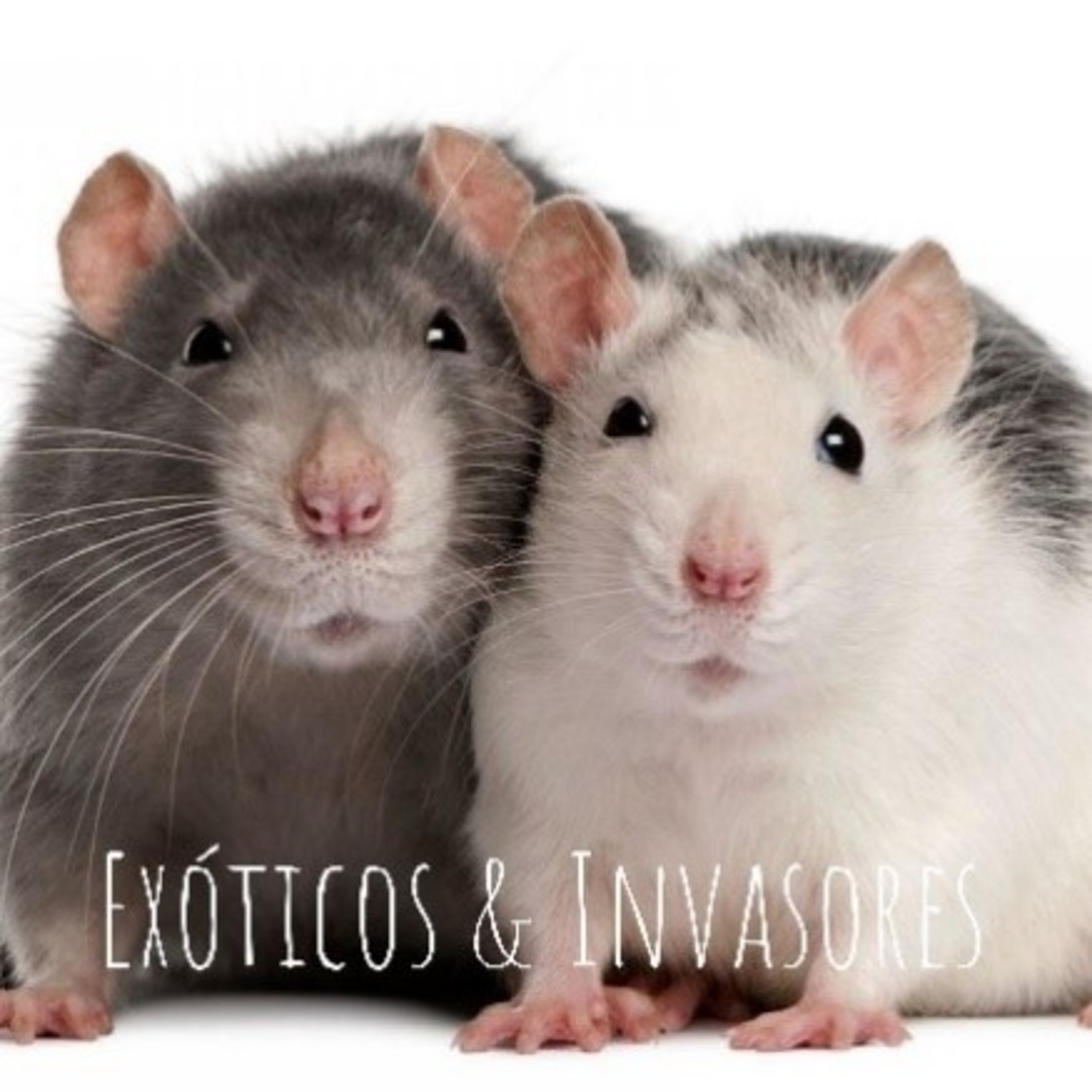 #1. As Grandes Navegações - Ratos episode artwork
