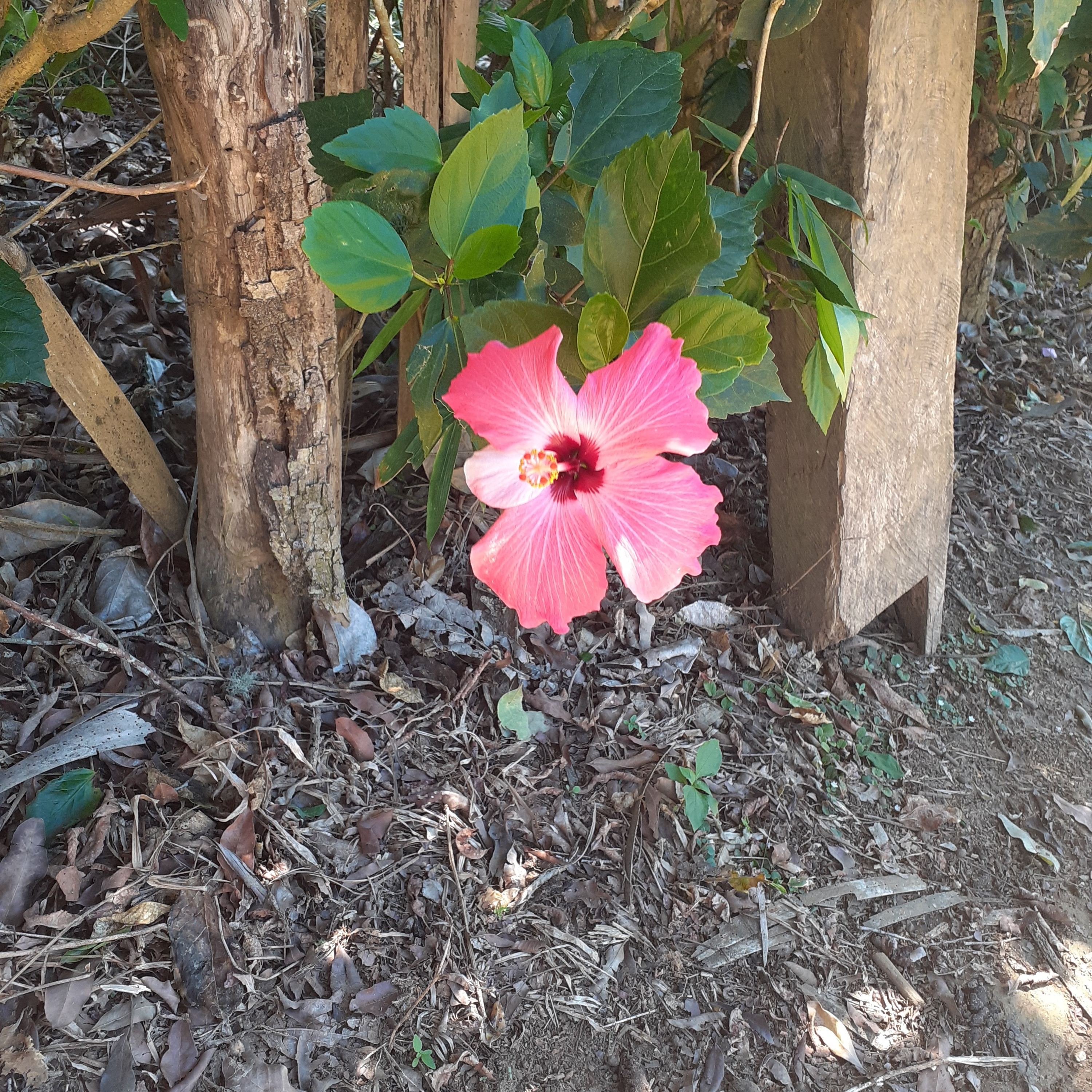 Sobre flores... episode artwork