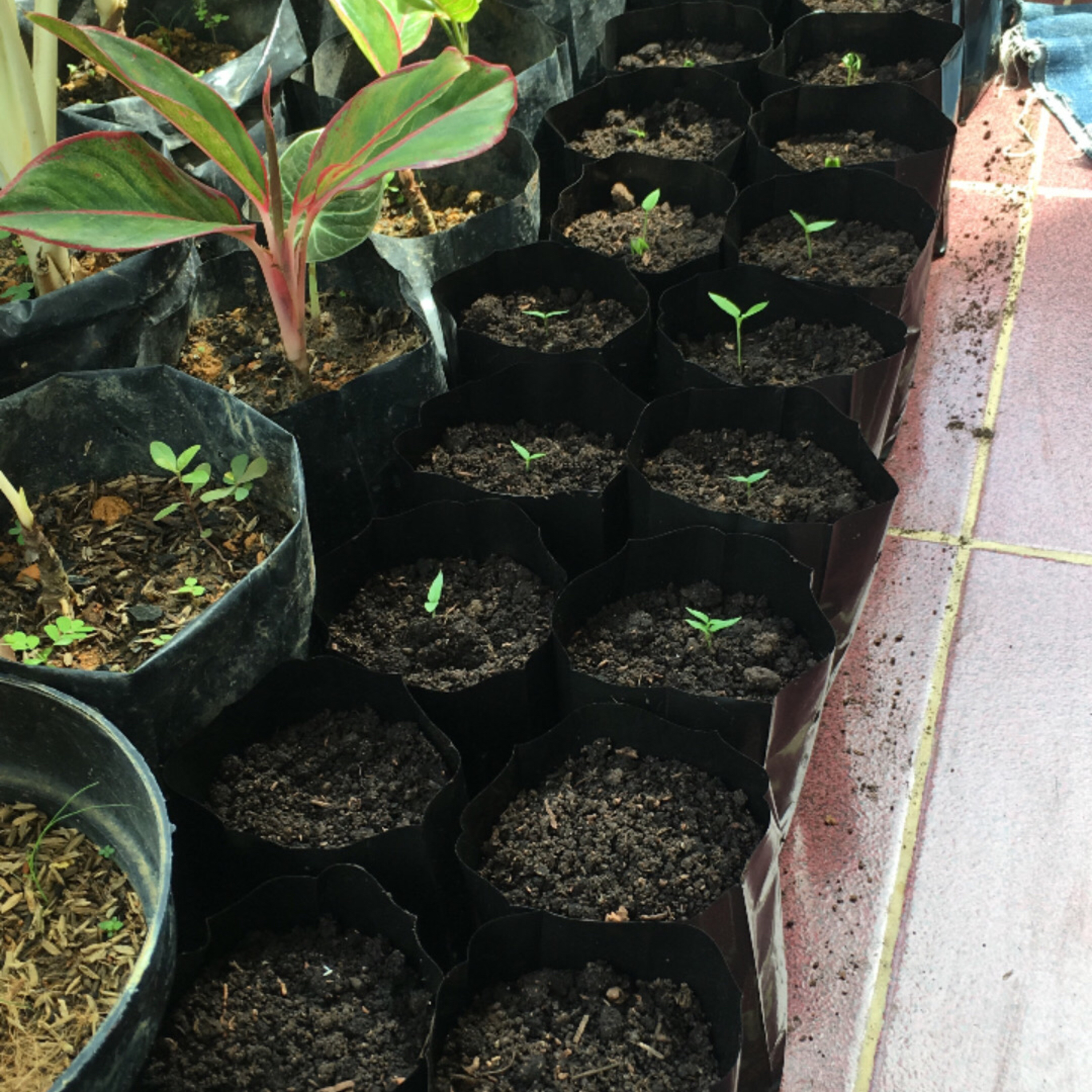Yuuk belajar berkebun bareng bunda berkebun 