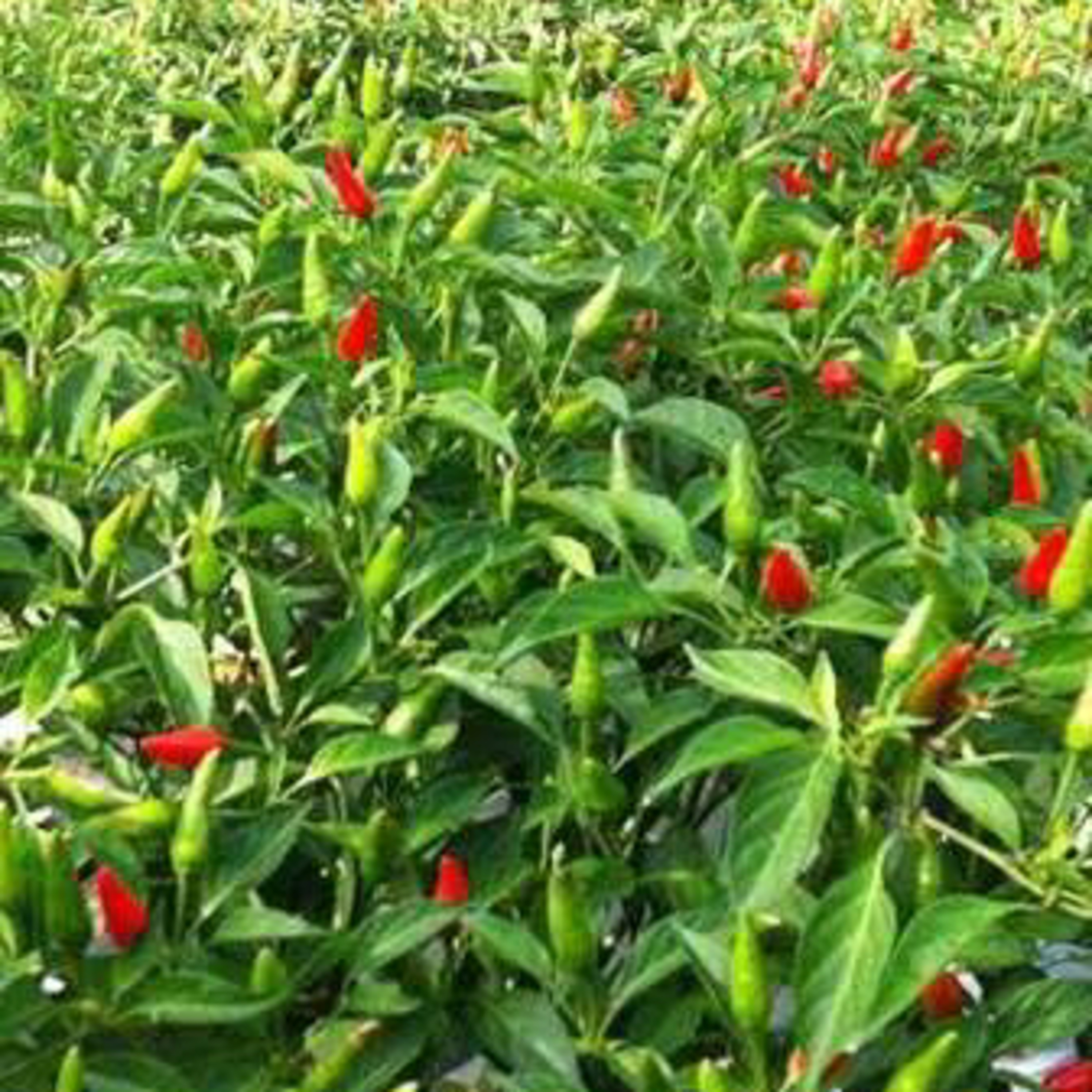 Tips agar daun cabe tidak keriting