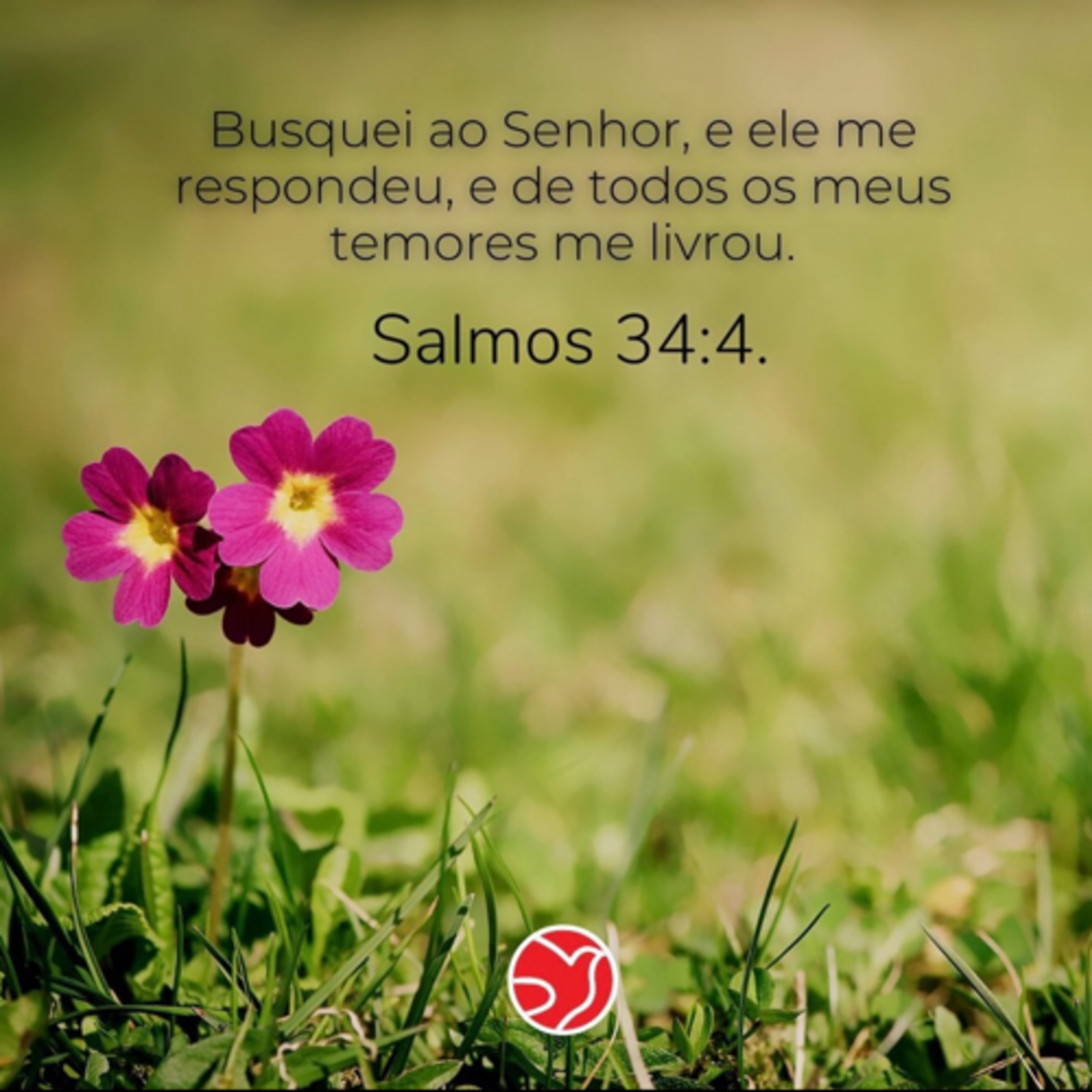 ADNIPO INTERNATIONAL 🇵🇹 CHURCH