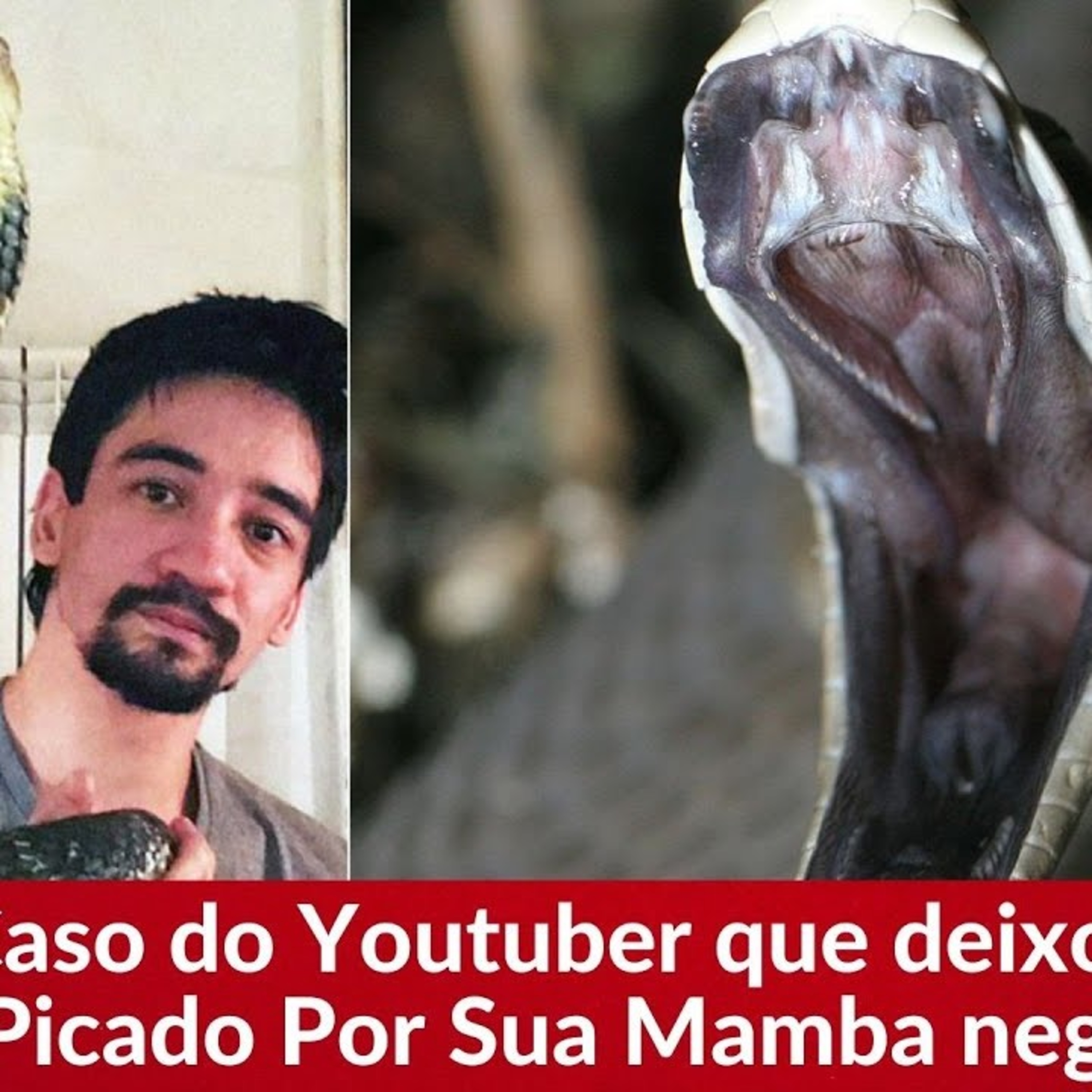 O Famoso Caso do Youtuber Russo que deixou sua Mamba-negra lhe picar