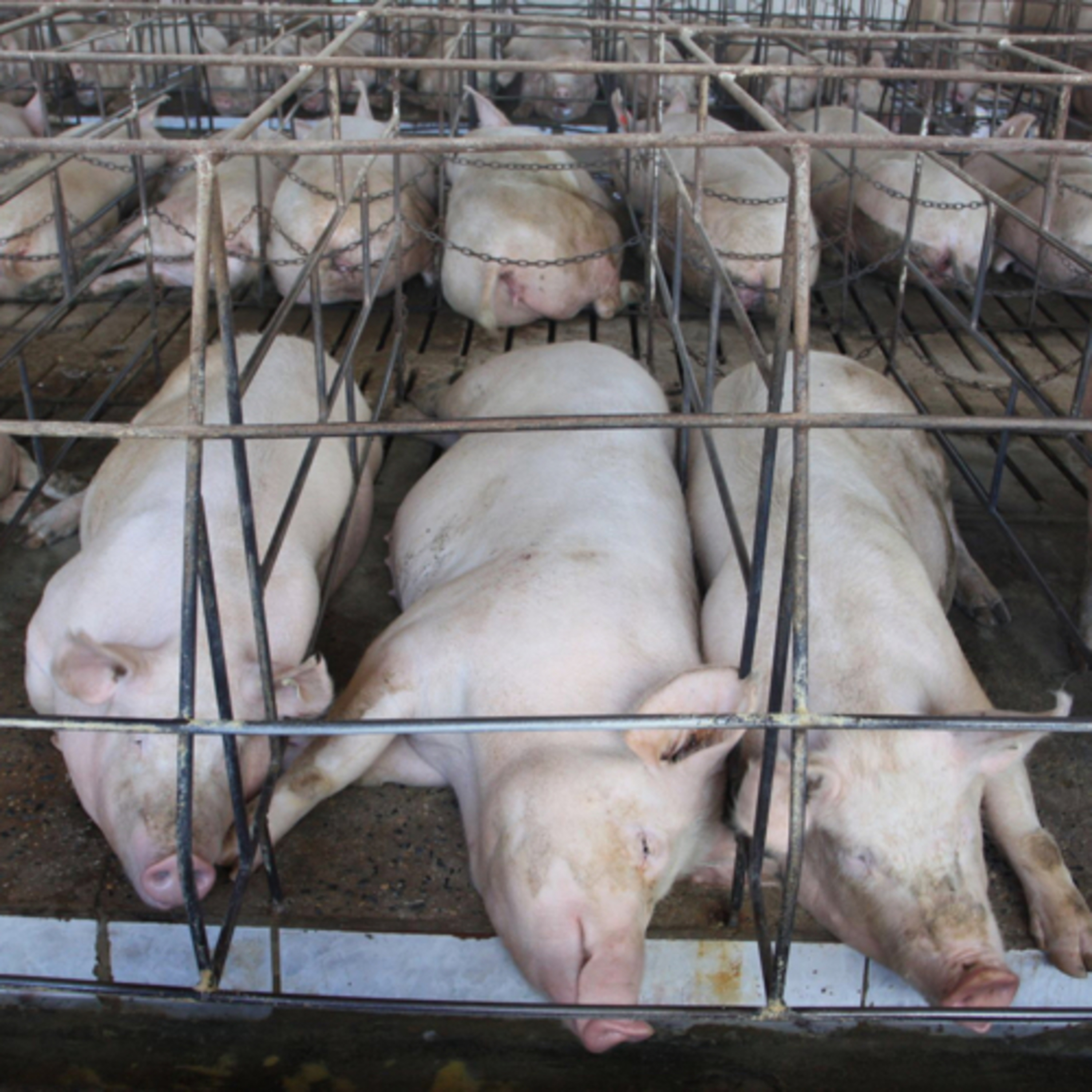 Where does your meat come from? Final 4 picks